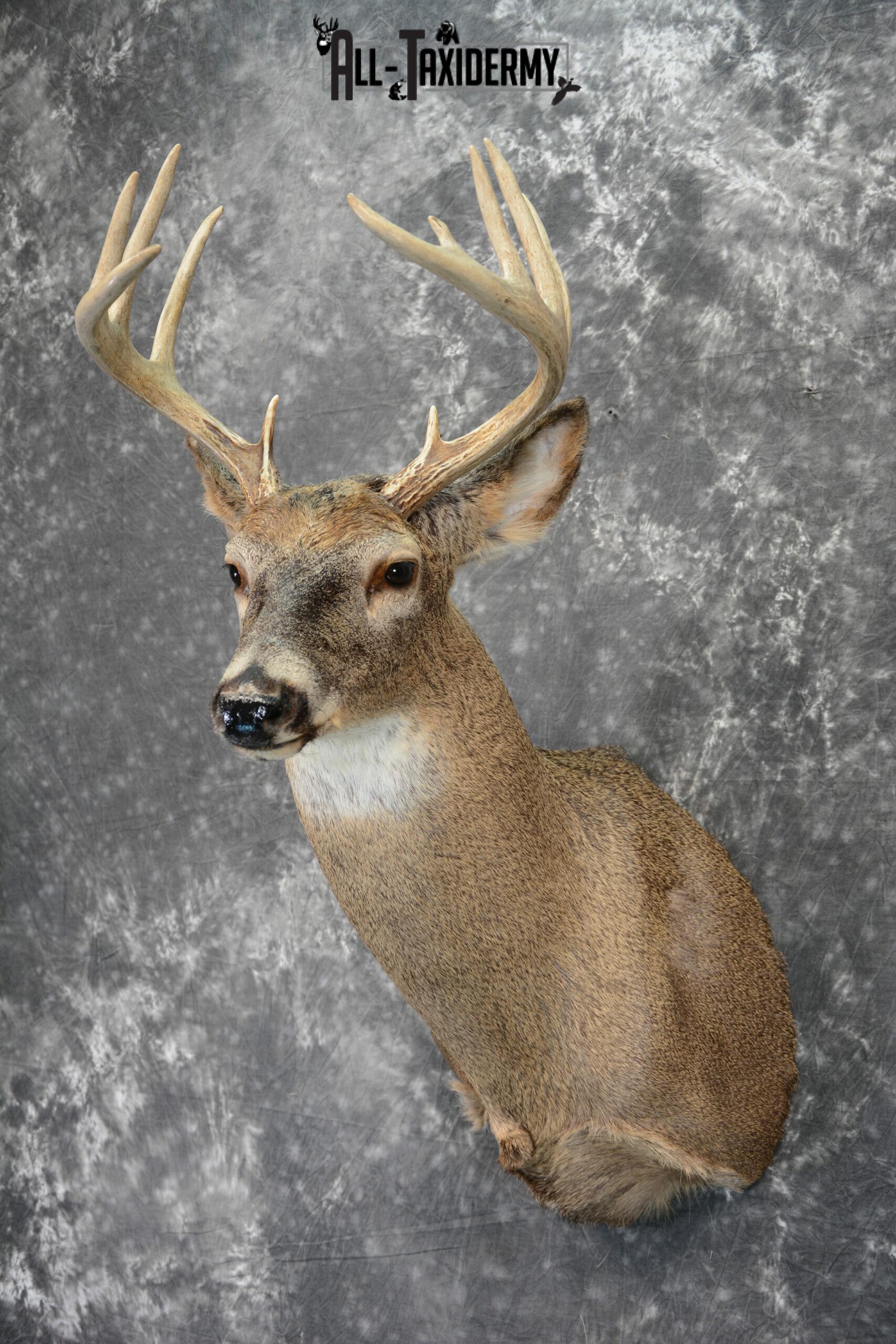 Whitetail Deer taxidermy shoulder mount for Sale SKU 1099 - Image 3