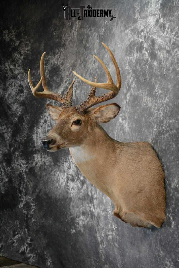 Whitetail Deer Taxidermy Mount for Sale SKU 1090 - All Taxidermy