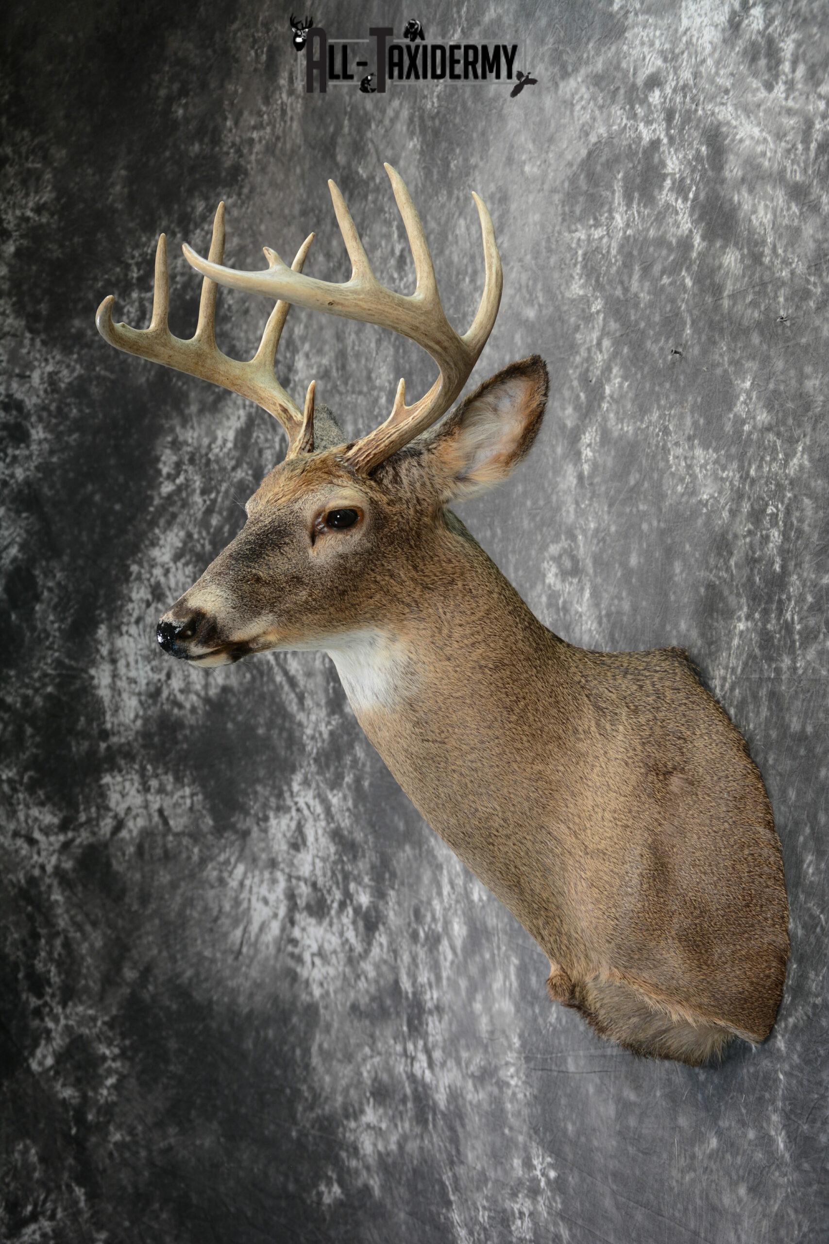 Whitetail Deer taxidermy shoulder mount for Sale SKU 1099 - Image 4