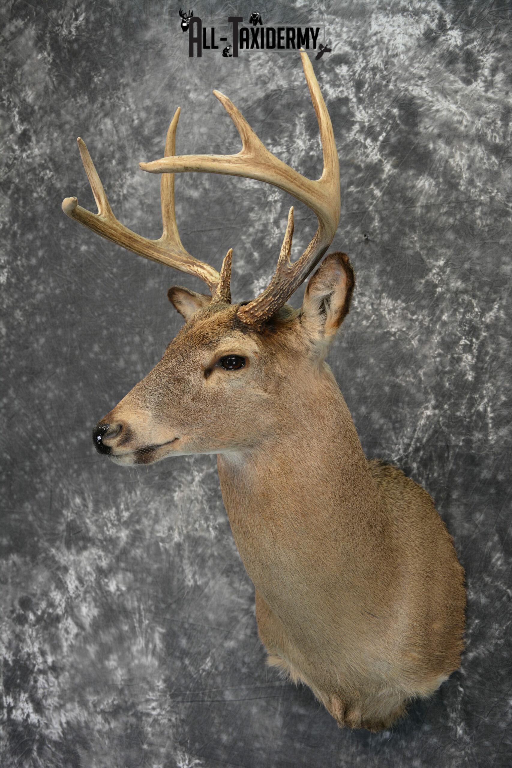 Whitetail Deer Taxidermy for Sale SKU 1028 - Image 4