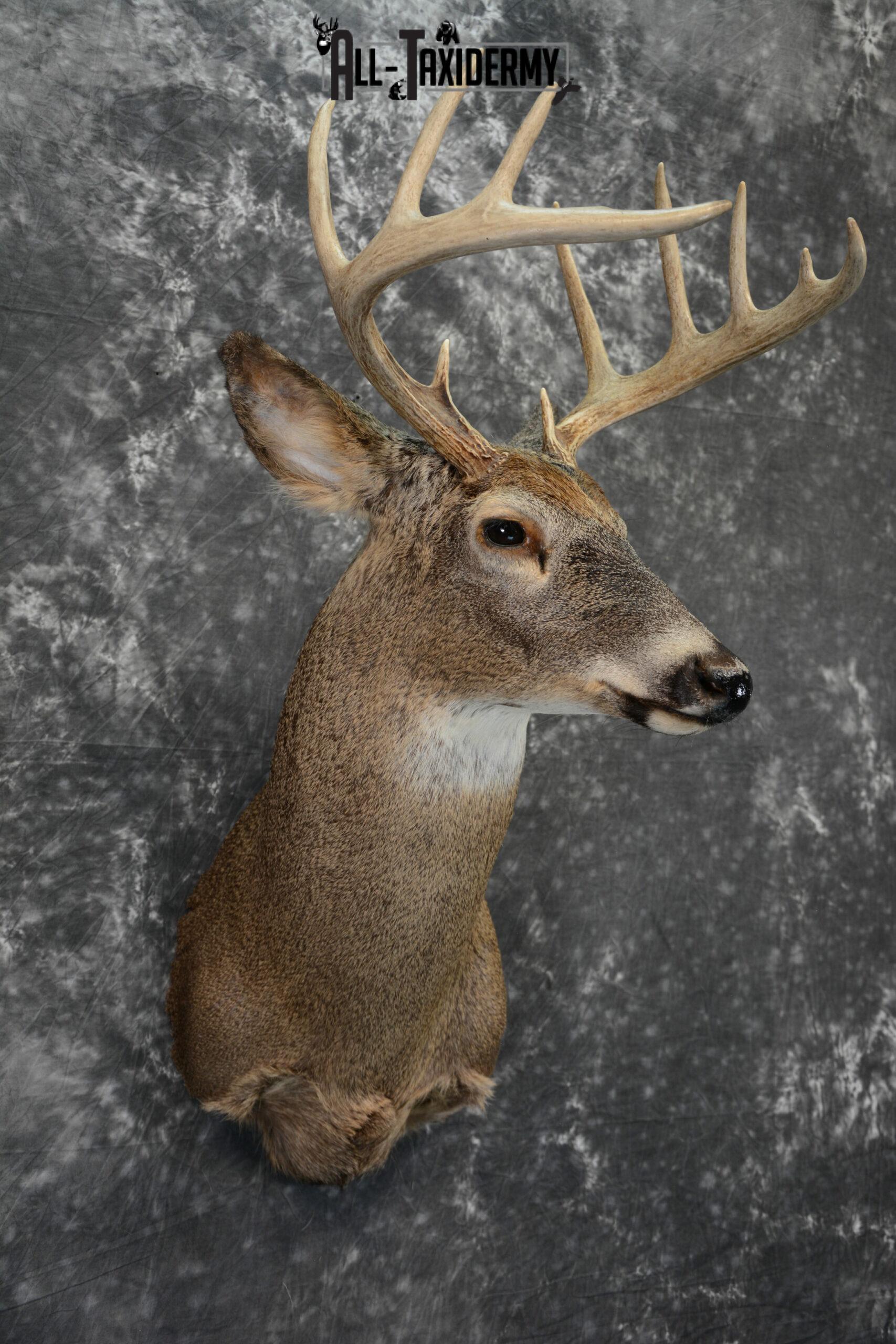 Whitetail Deer taxidermy shoulder mount for Sale SKU 1099 - Image 5