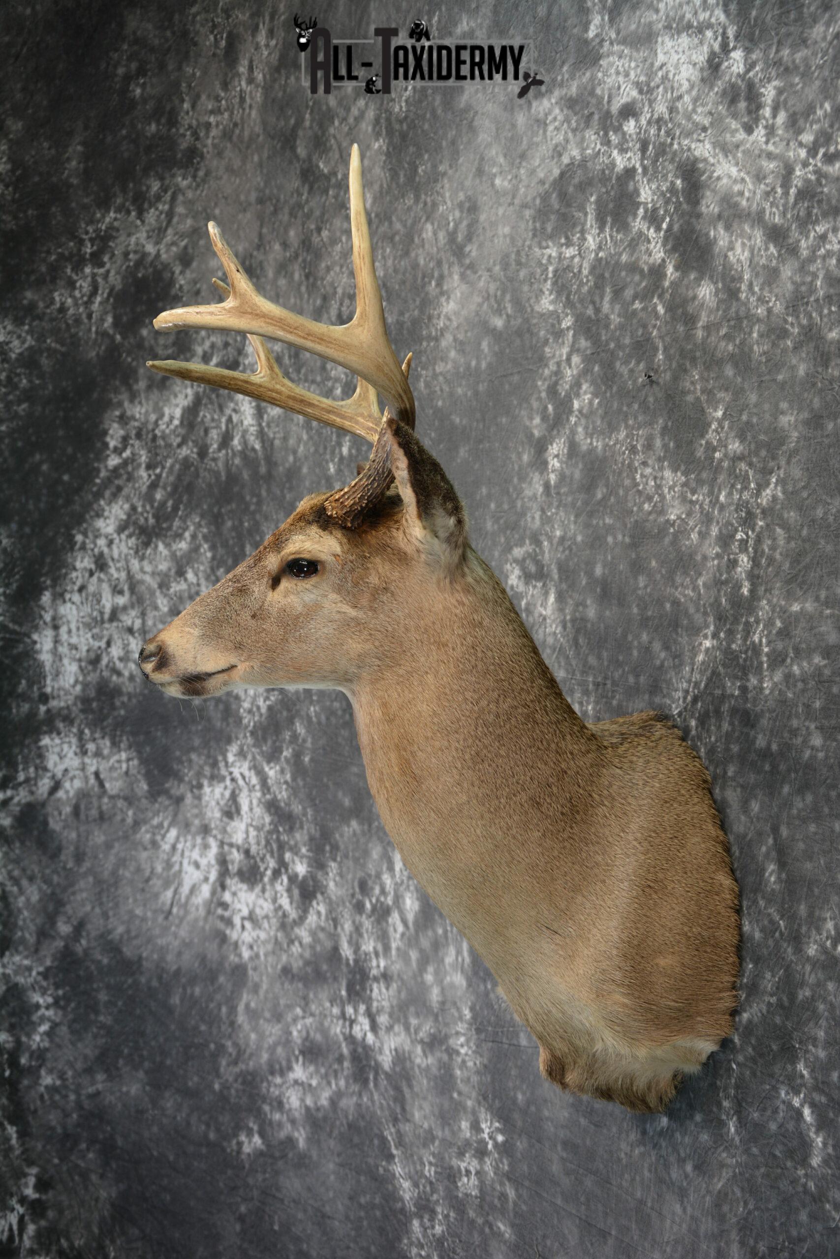 Whitetail Deer Taxidermy for Sale SKU 1028 - Image 5
