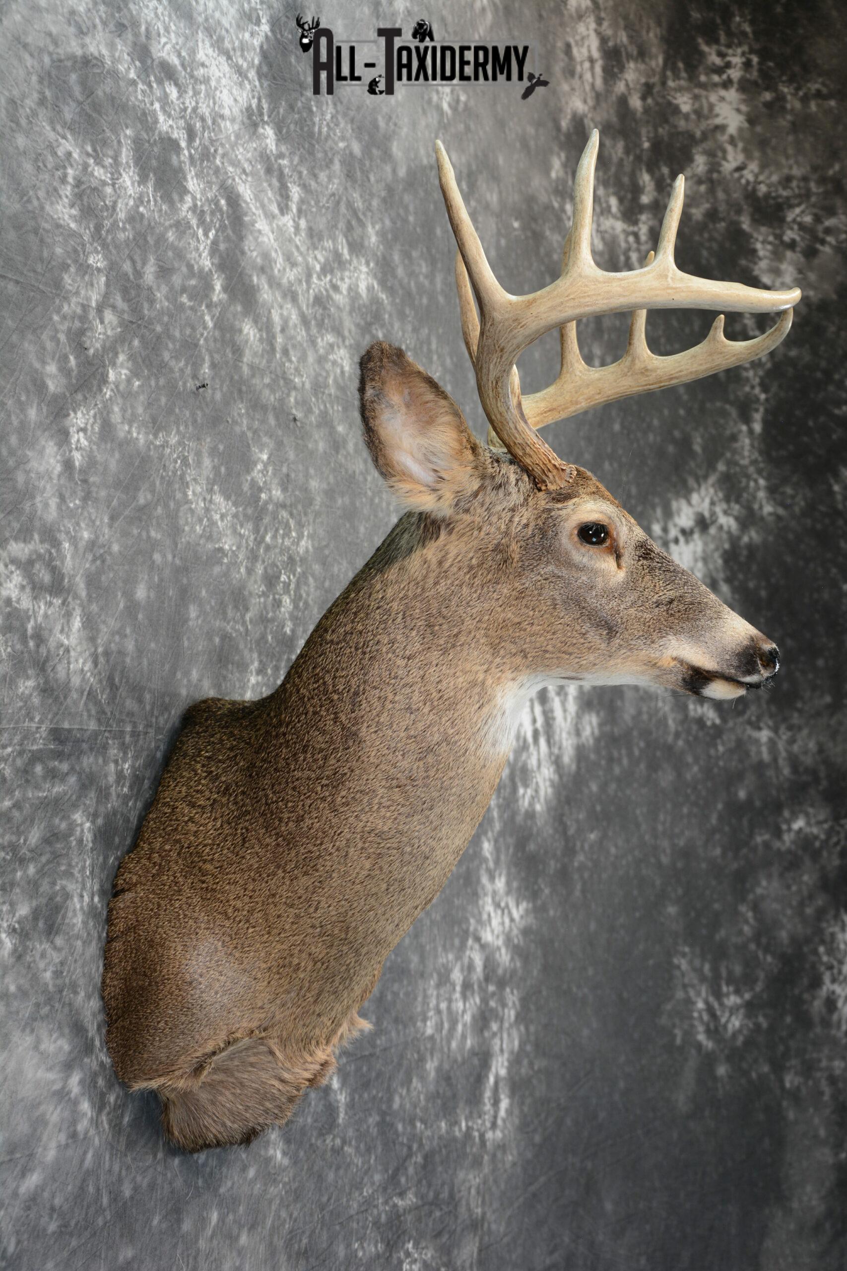Whitetail Deer taxidermy shoulder mount for Sale SKU 1099 - Image 6