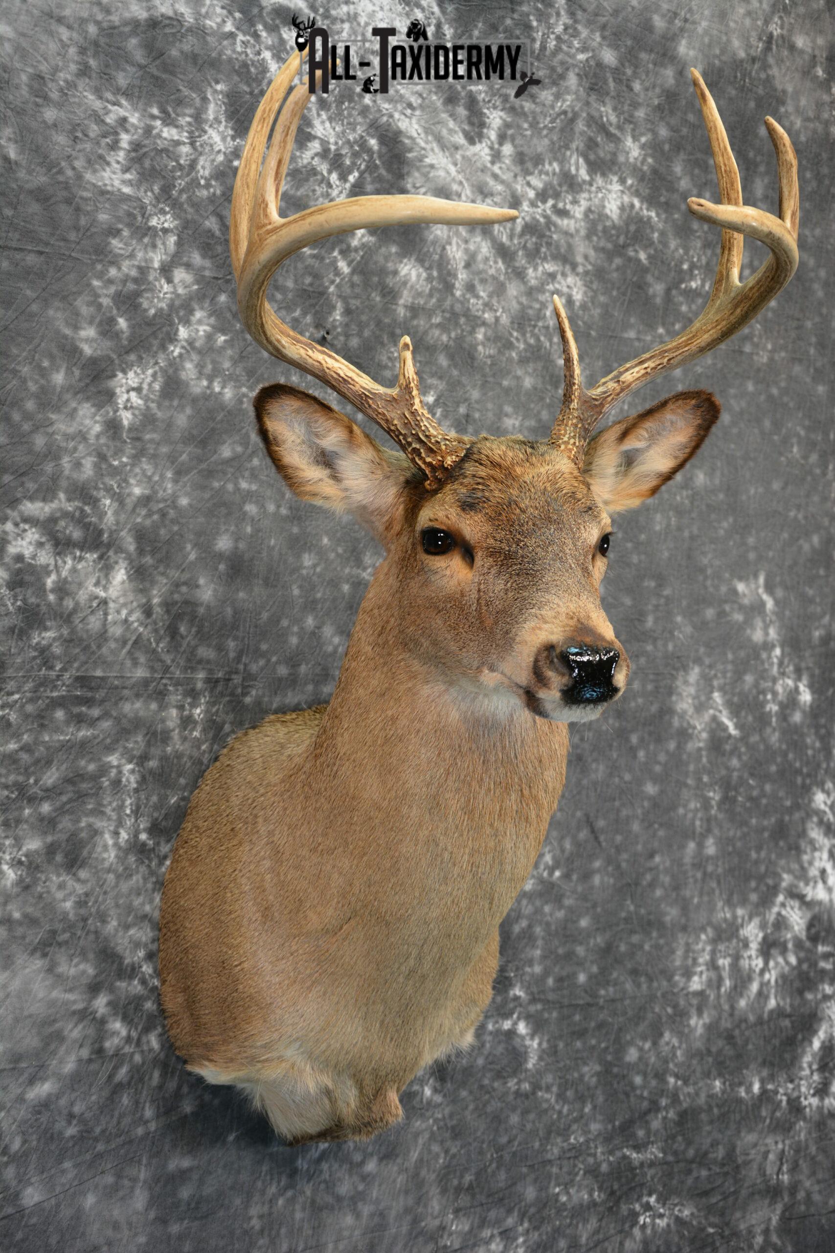 Whitetail Deer Taxidermy for Sale SKU 1028 - Image 6
