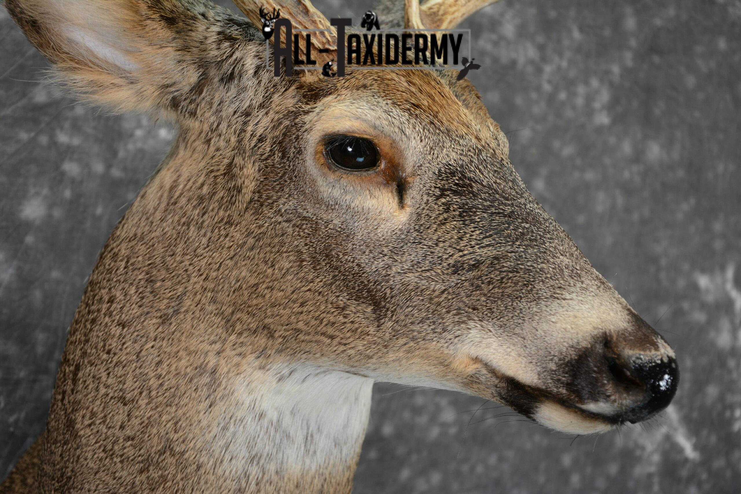 Whitetail Deer taxidermy shoulder mount for Sale SKU 1099 - Image 7