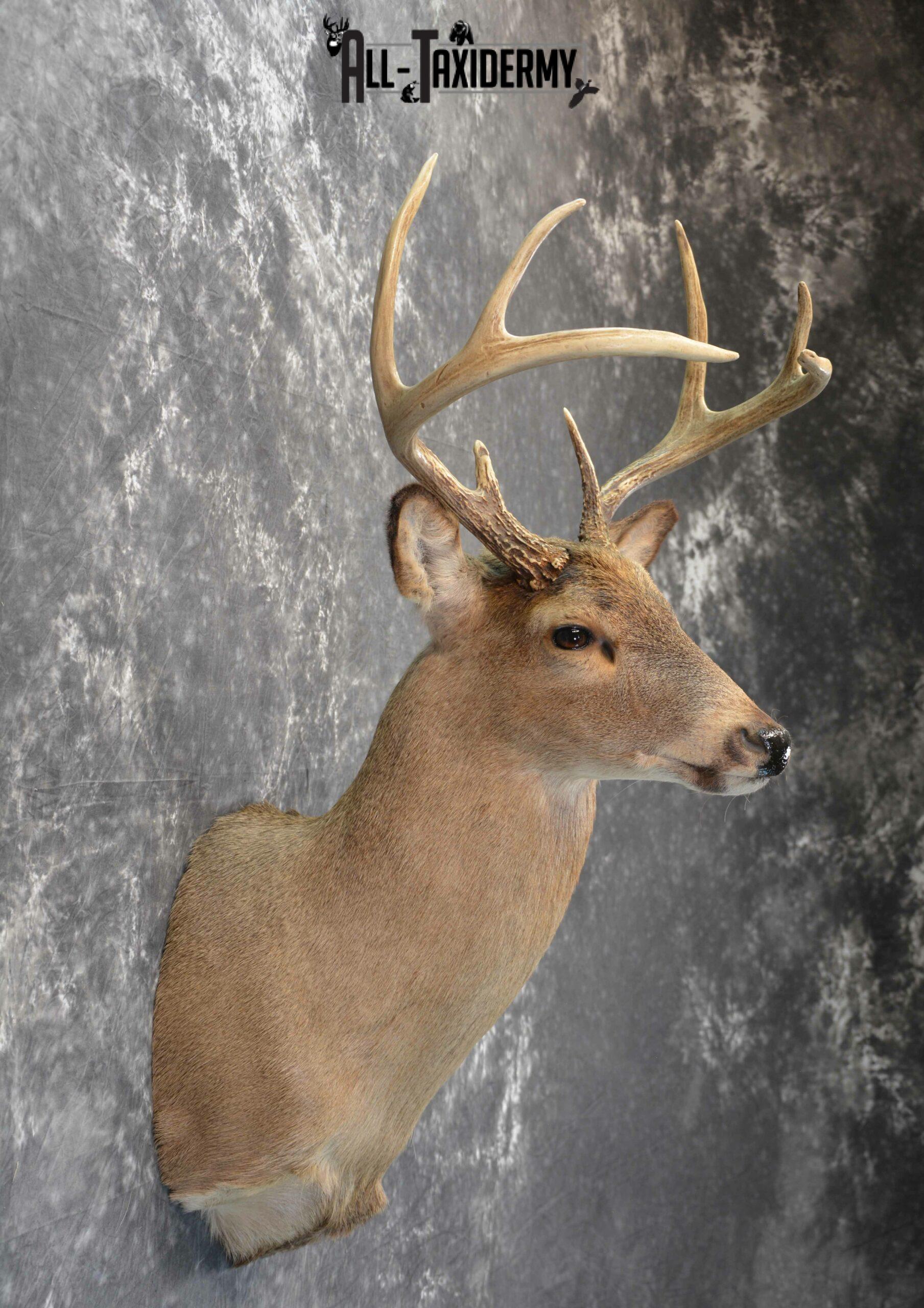 Whitetail Deer Taxidermy for Sale SKU 1028 - Image 7