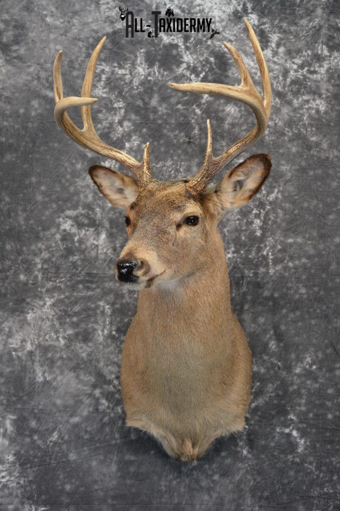 Whitetail Deer Taxidermy for Sale SKU 1028 - All Taxidermy