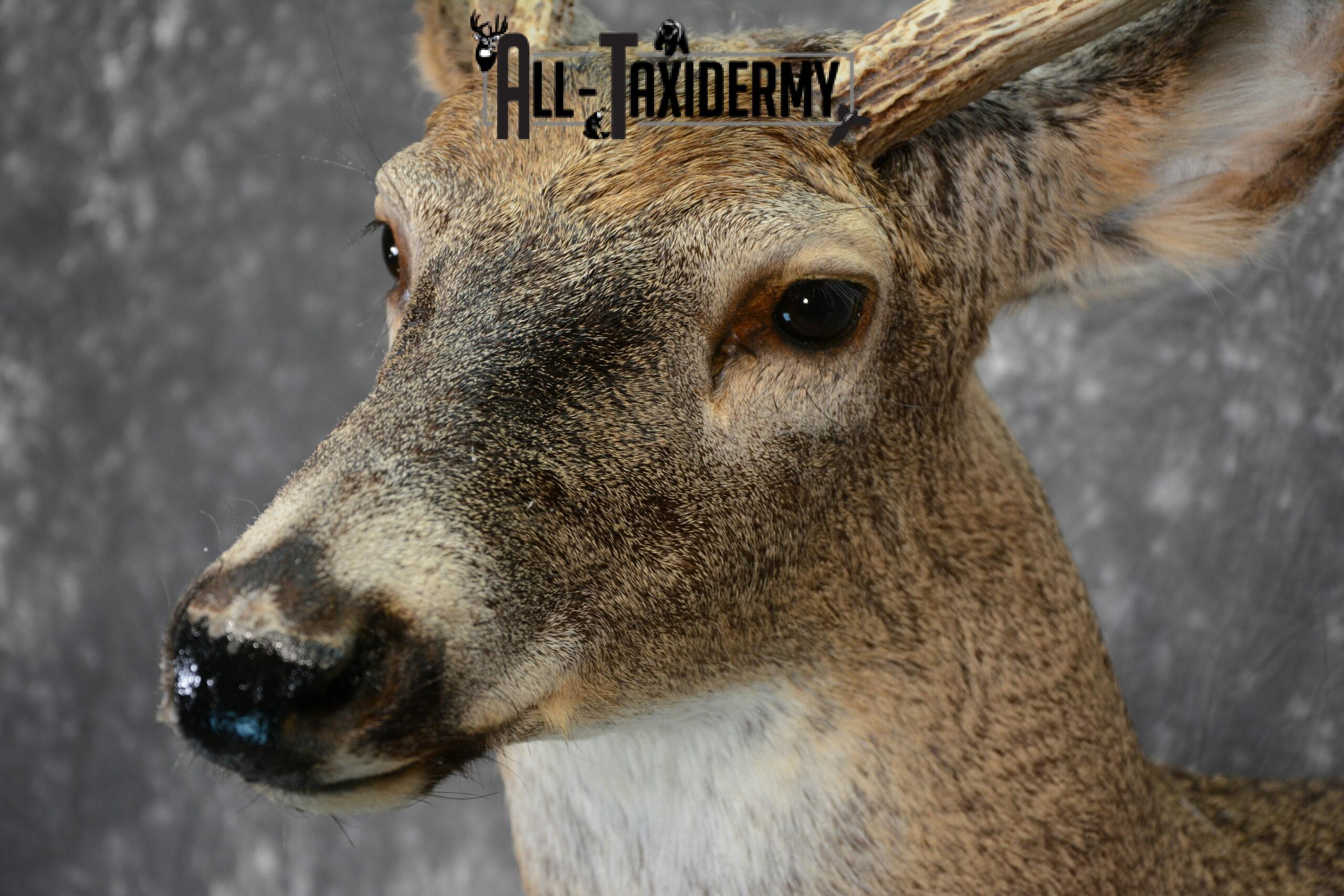 Whitetail Deer taxidermy shoulder mount for Sale SKU 1099 - Image 8