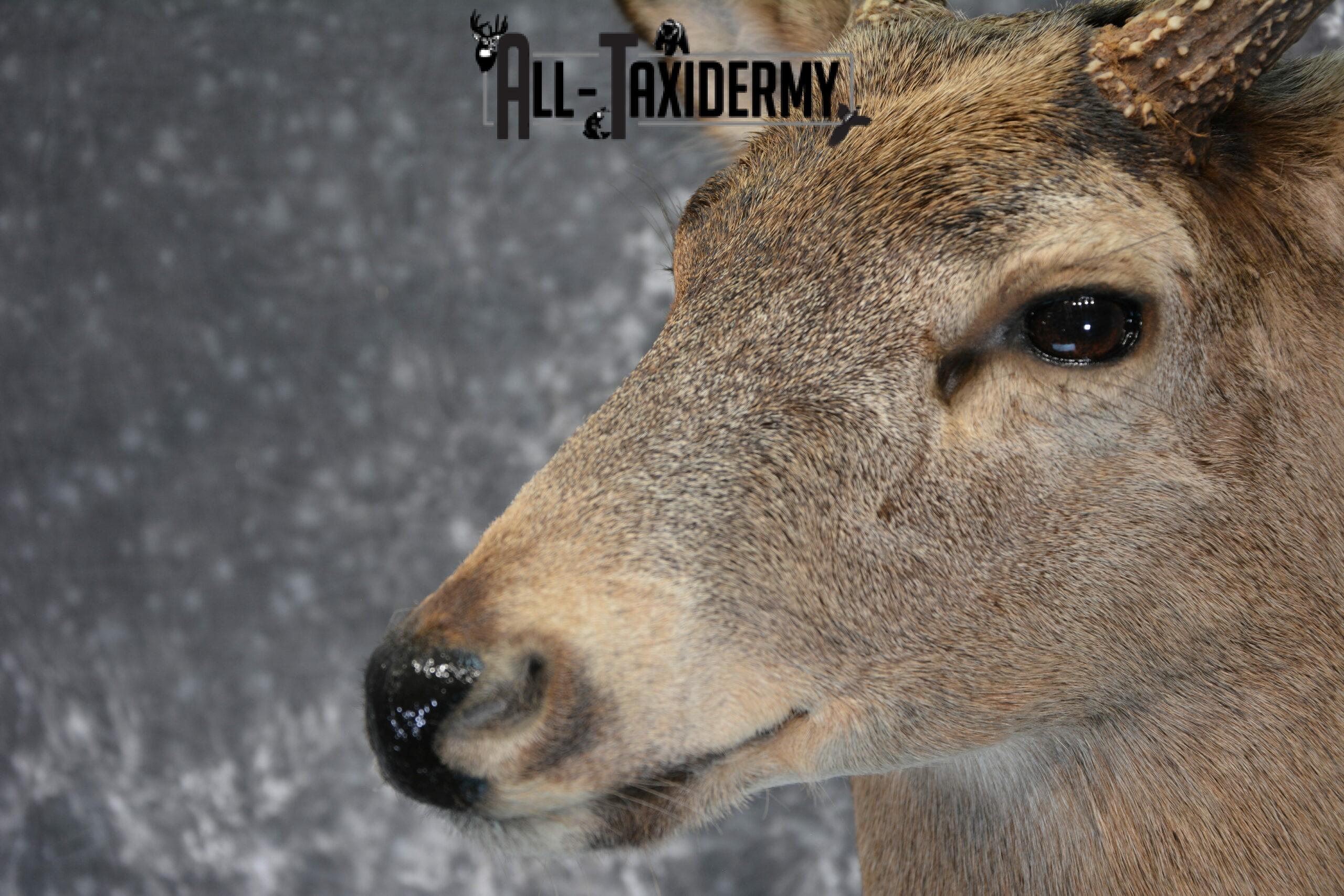 Whitetail Deer Taxidermy for Sale SKU 1028 - Image 8