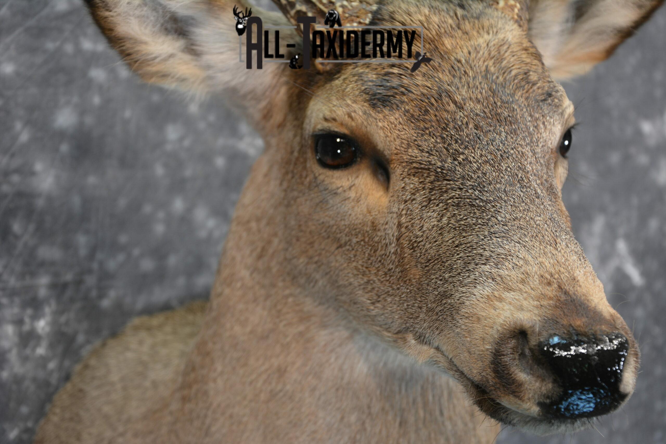 Whitetail Deer Taxidermy for Sale SKU 1028 - Image 9