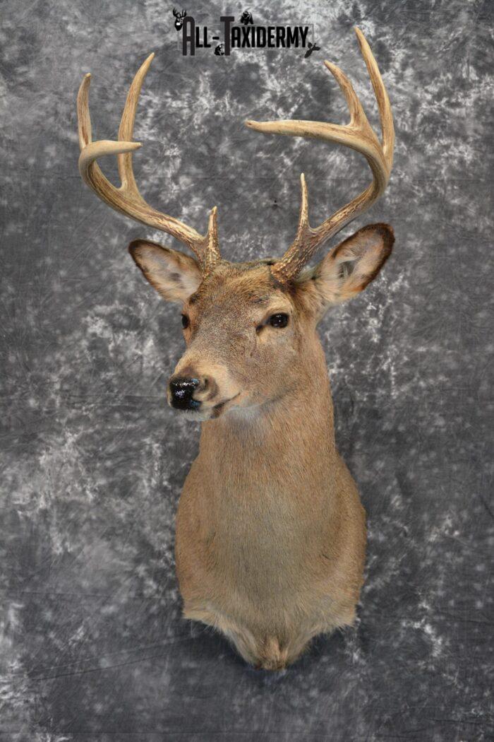 whitetail deer mounts