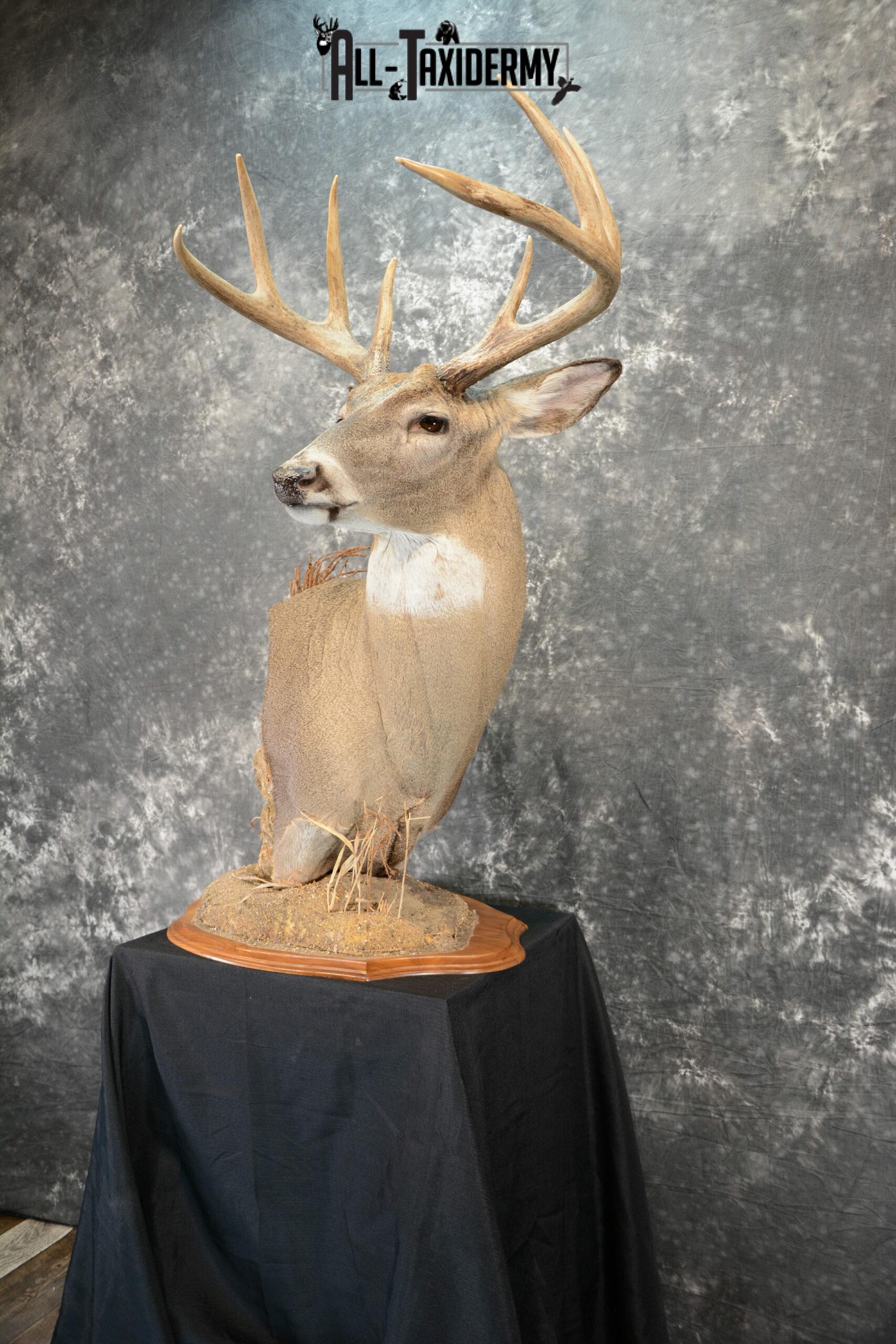 whitetail deer pedestal mounts