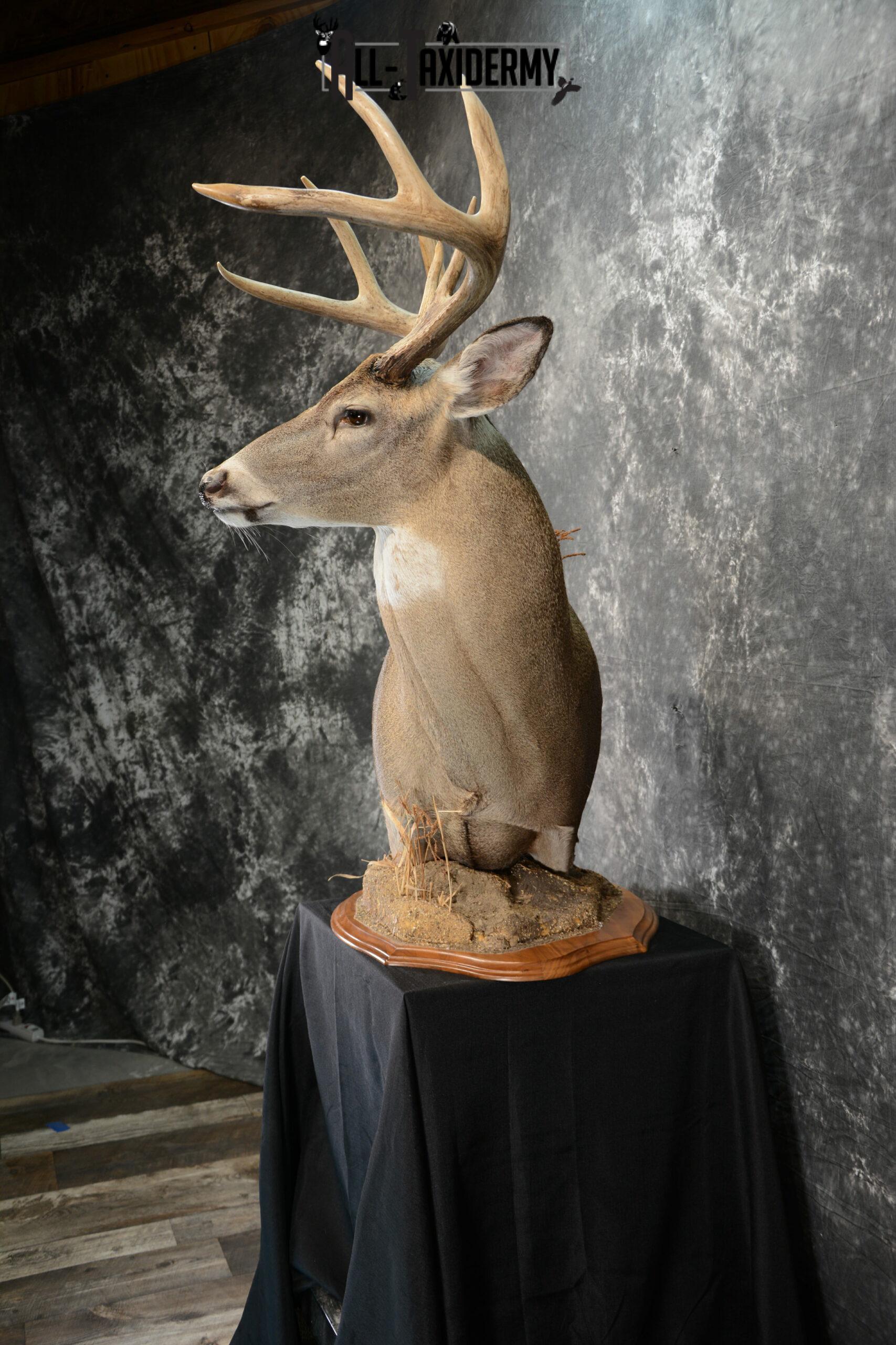 Whitetail Deer Taxidermy for Sale SKU 1073 - Image 3