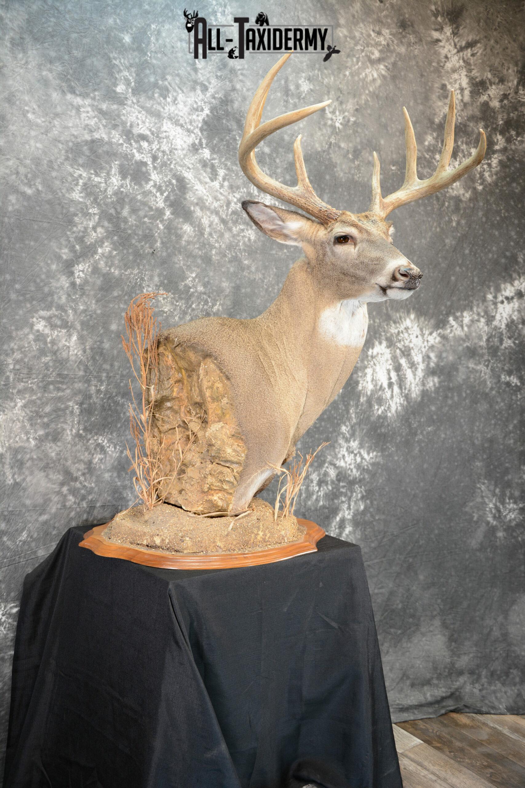 Whitetail Deer Taxidermy for Sale SKU 1073 - Image 4