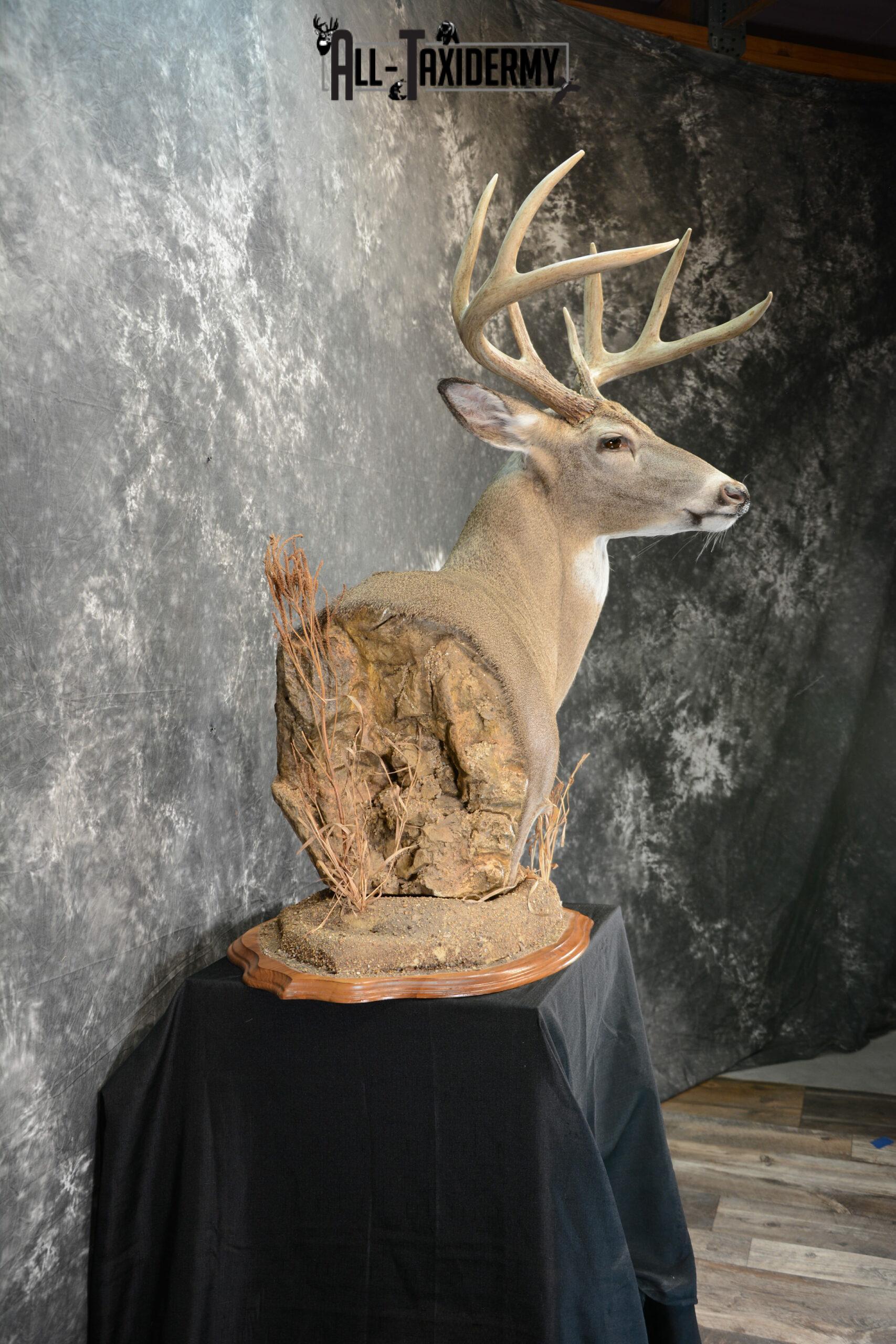 Whitetail Deer Taxidermy for Sale SKU 1073 - Image 5