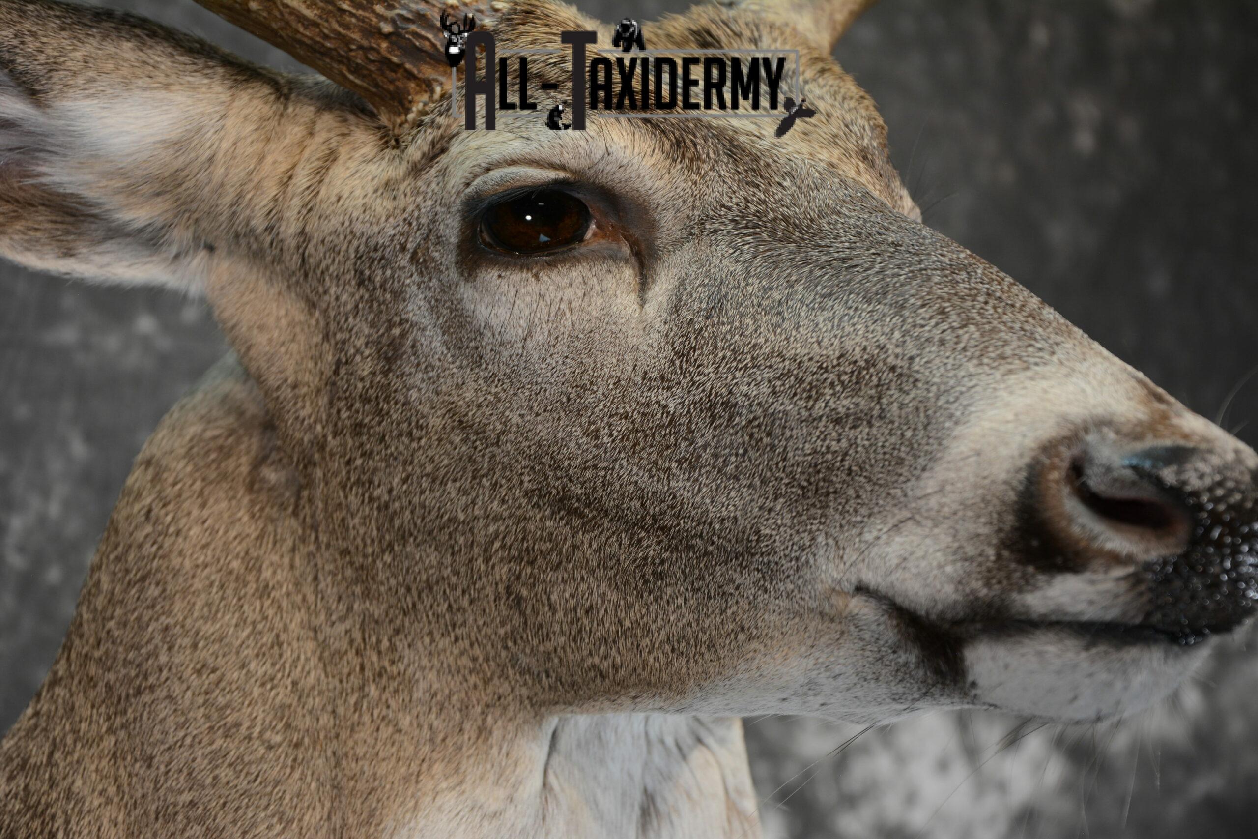 Whitetail Deer Taxidermy for Sale SKU 1073 - Image 6