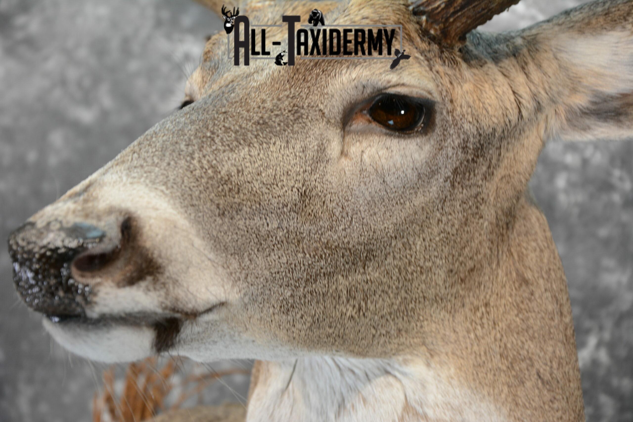 Whitetail Deer Taxidermy for Sale SKU 1073 - Image 7