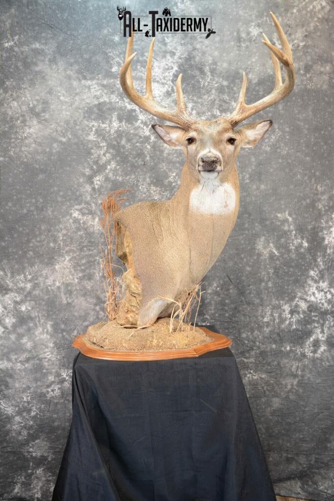 Whitetail Deer Taxidermy for Sale SKU 1073 - All Taxidermy