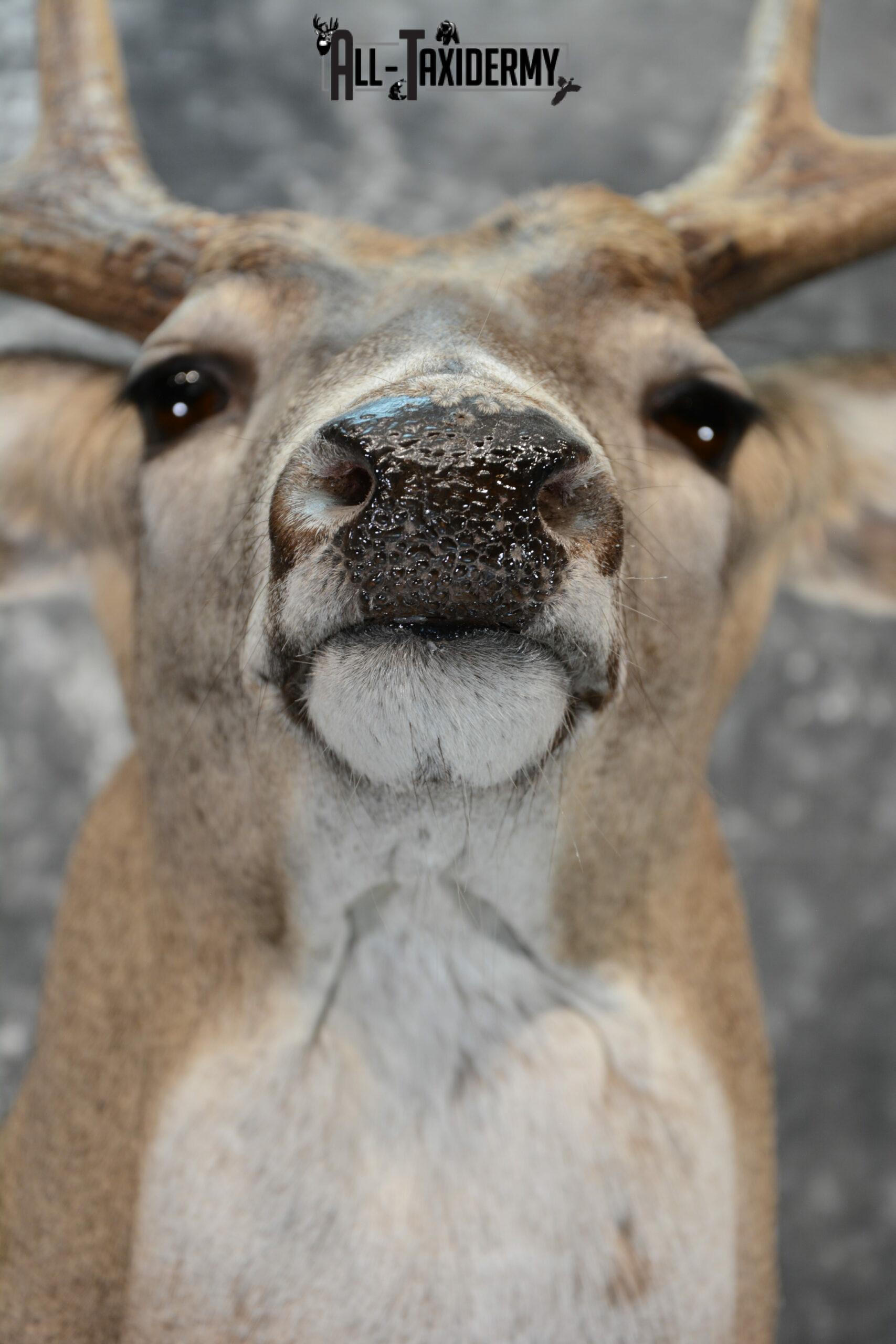 Whitetail Deer Taxidermy for Sale SKU 1073 - Image 8