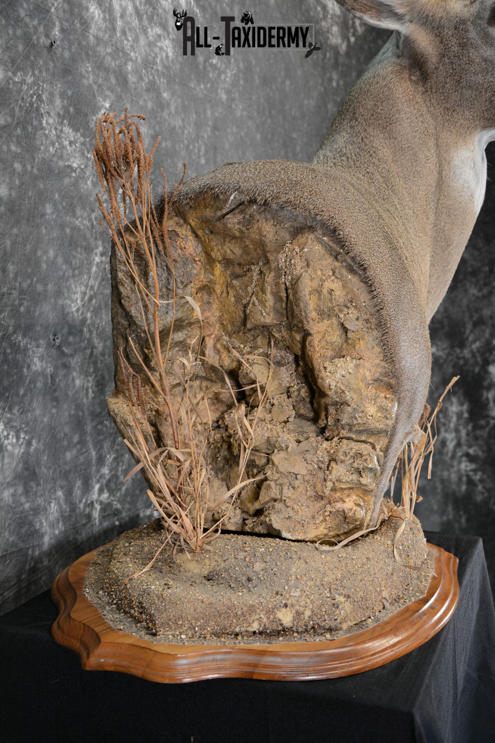 Whitetail Deer Taxidermy for Sale SKU 1073 - Image 9