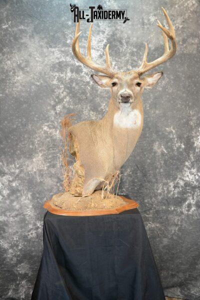 whitetail deer pedestal mounts