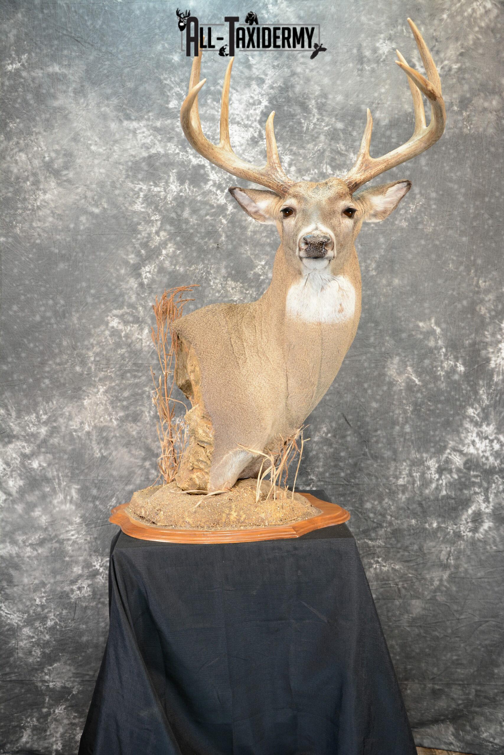 whitetail deer pedestal mounts
