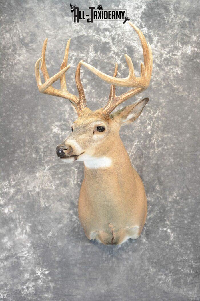 whitetail deer shoulder mounts