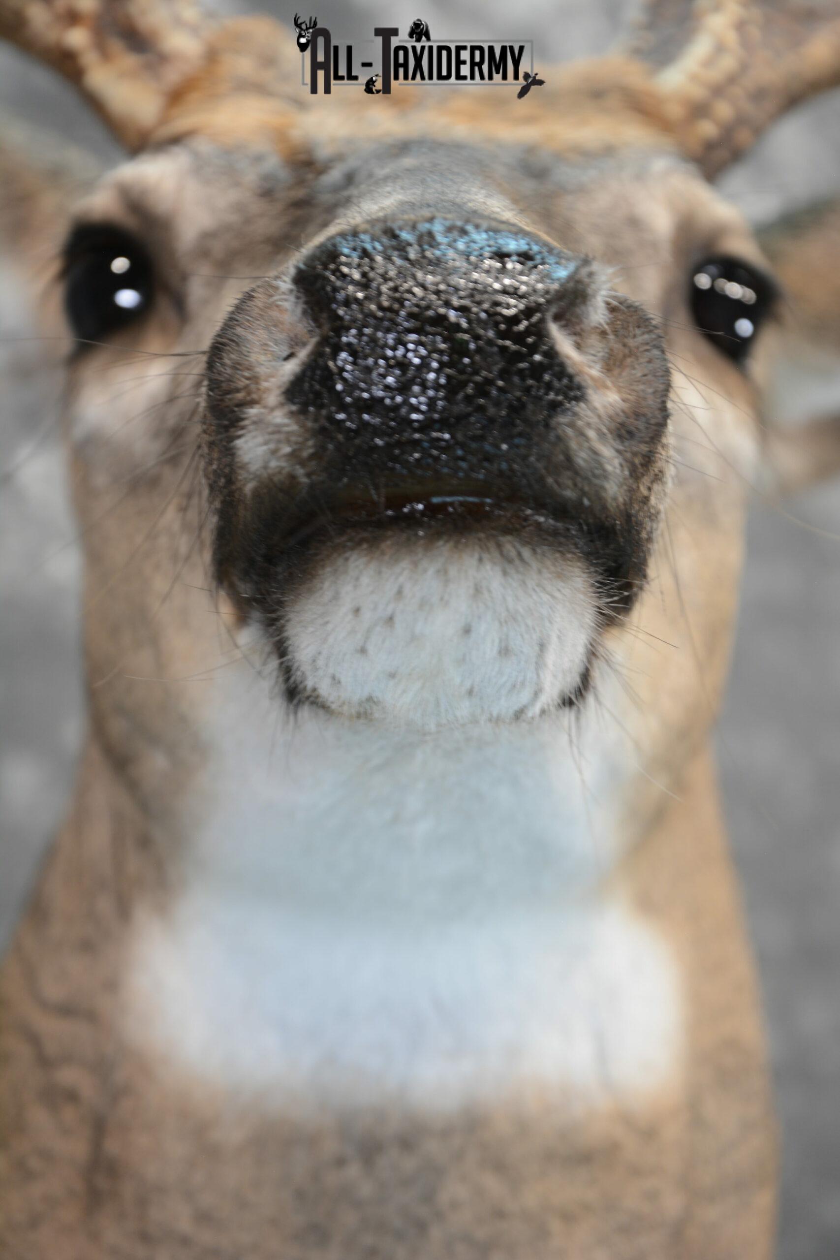 Whitetail Deer Taxidermy mount for Sale SKU 1042 - Image 3