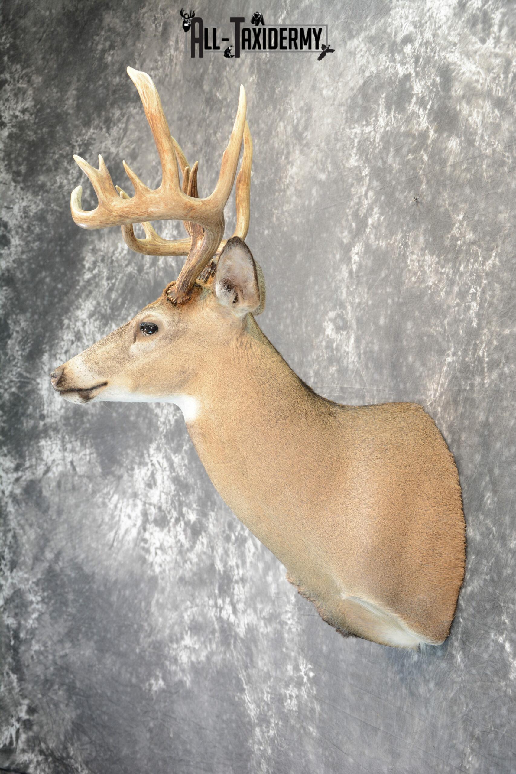 Whitetail Deer Taxidermy mount for Sale SKU 1042 - Image 5