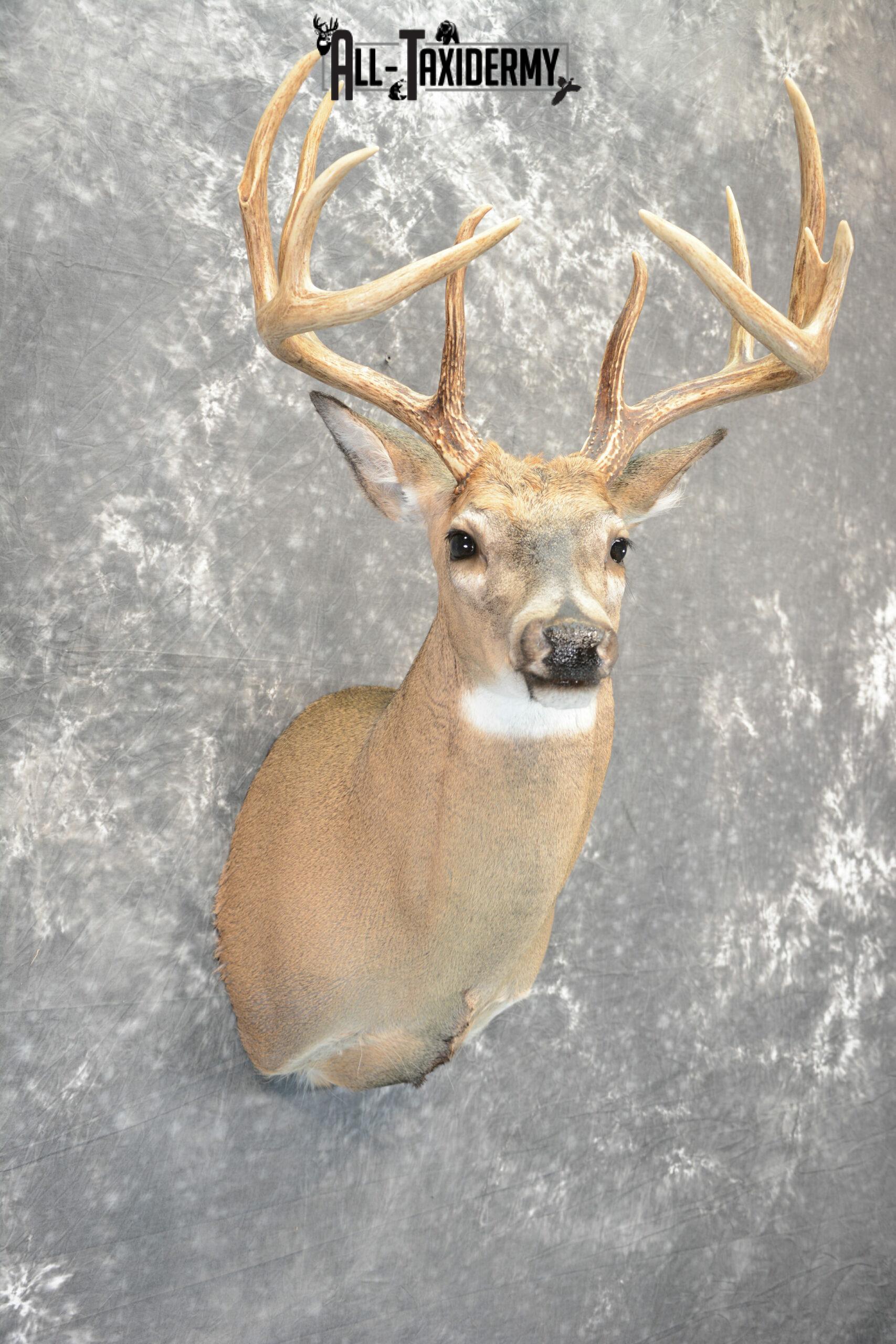 Whitetail Deer Taxidermy mount for Sale SKU 1042 - Image 6