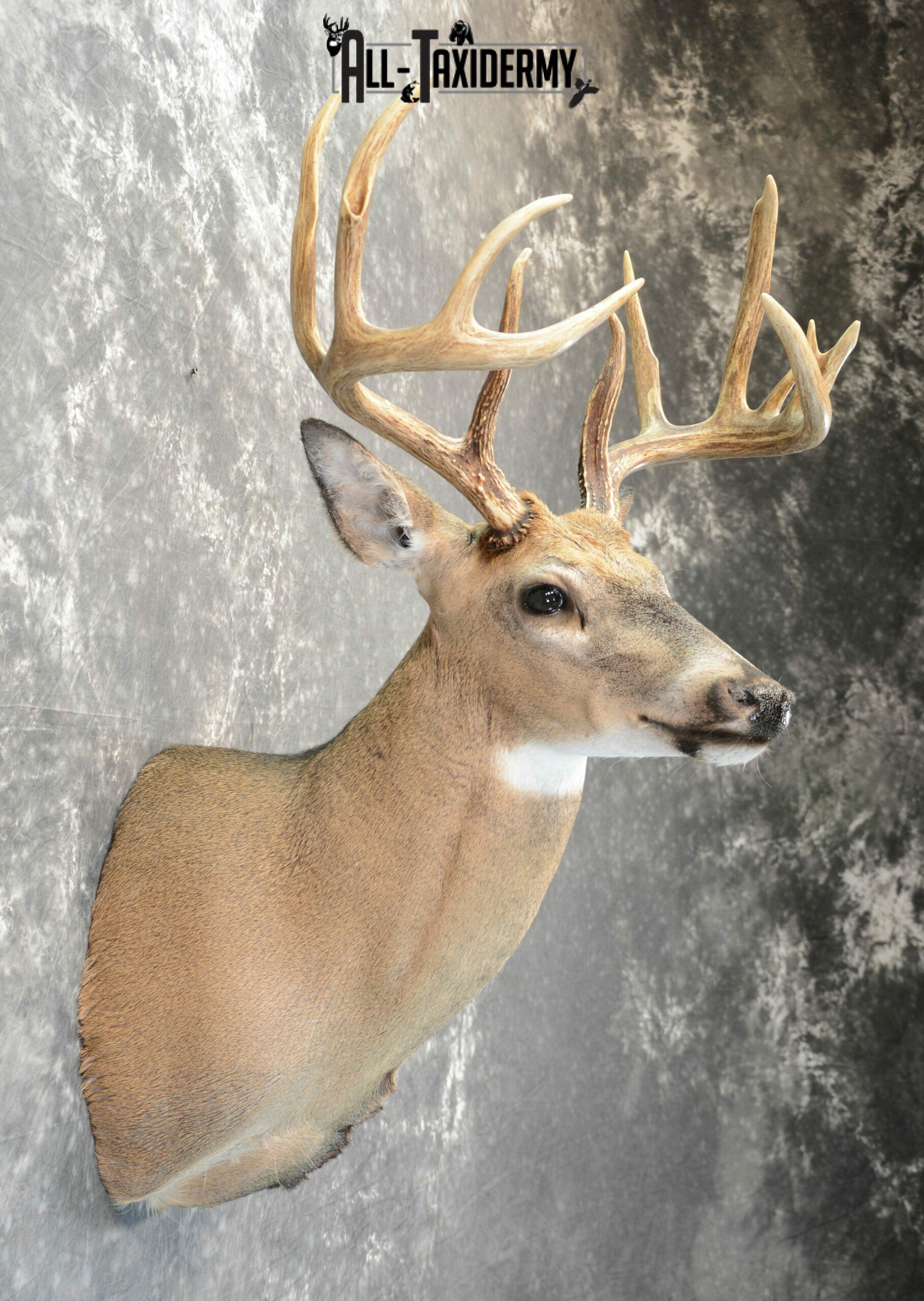 Whitetail Deer Taxidermy mount for Sale SKU 1042 - Image 7