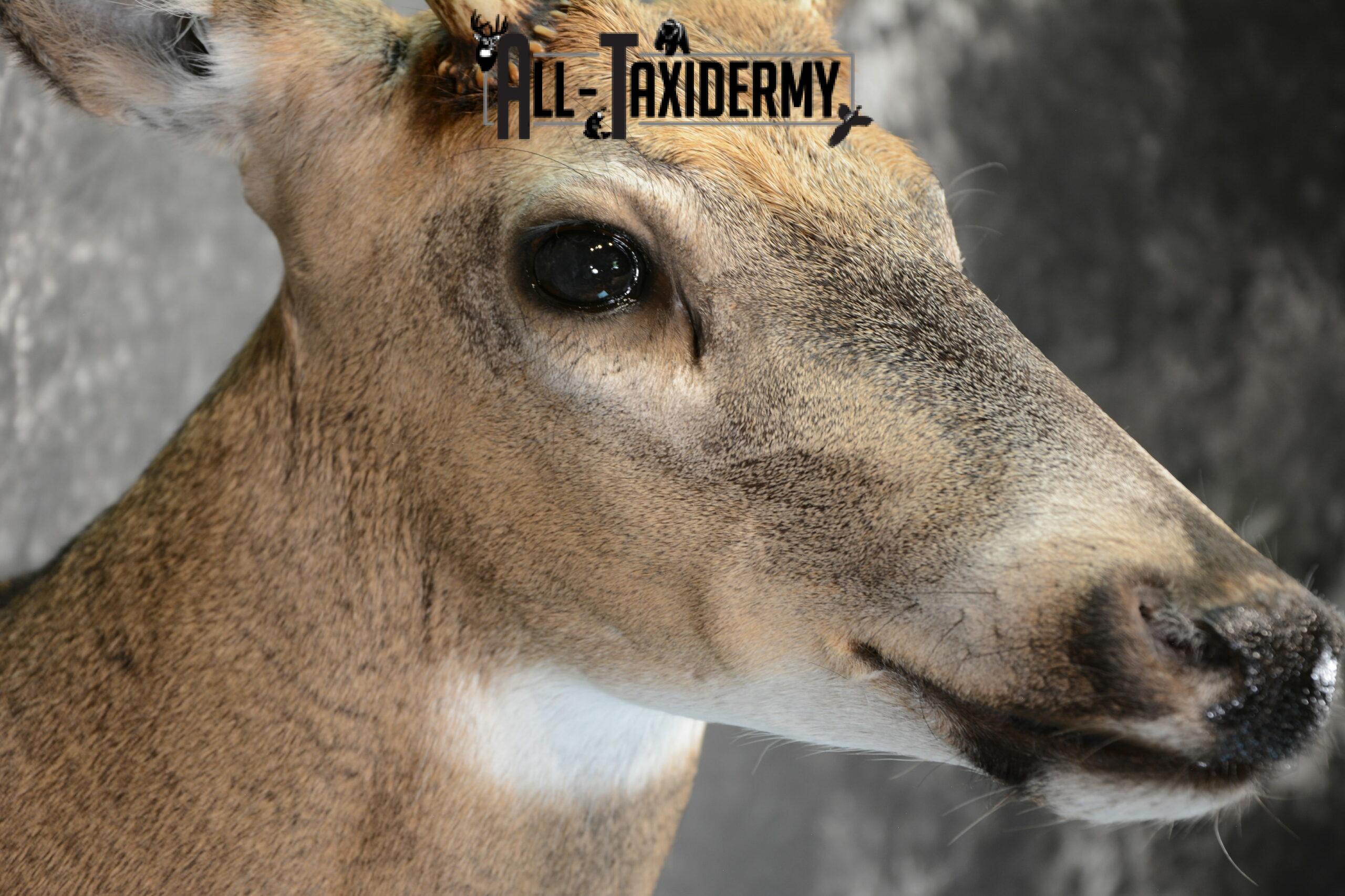 Whitetail Deer Taxidermy mount for Sale SKU 1042 - Image 8