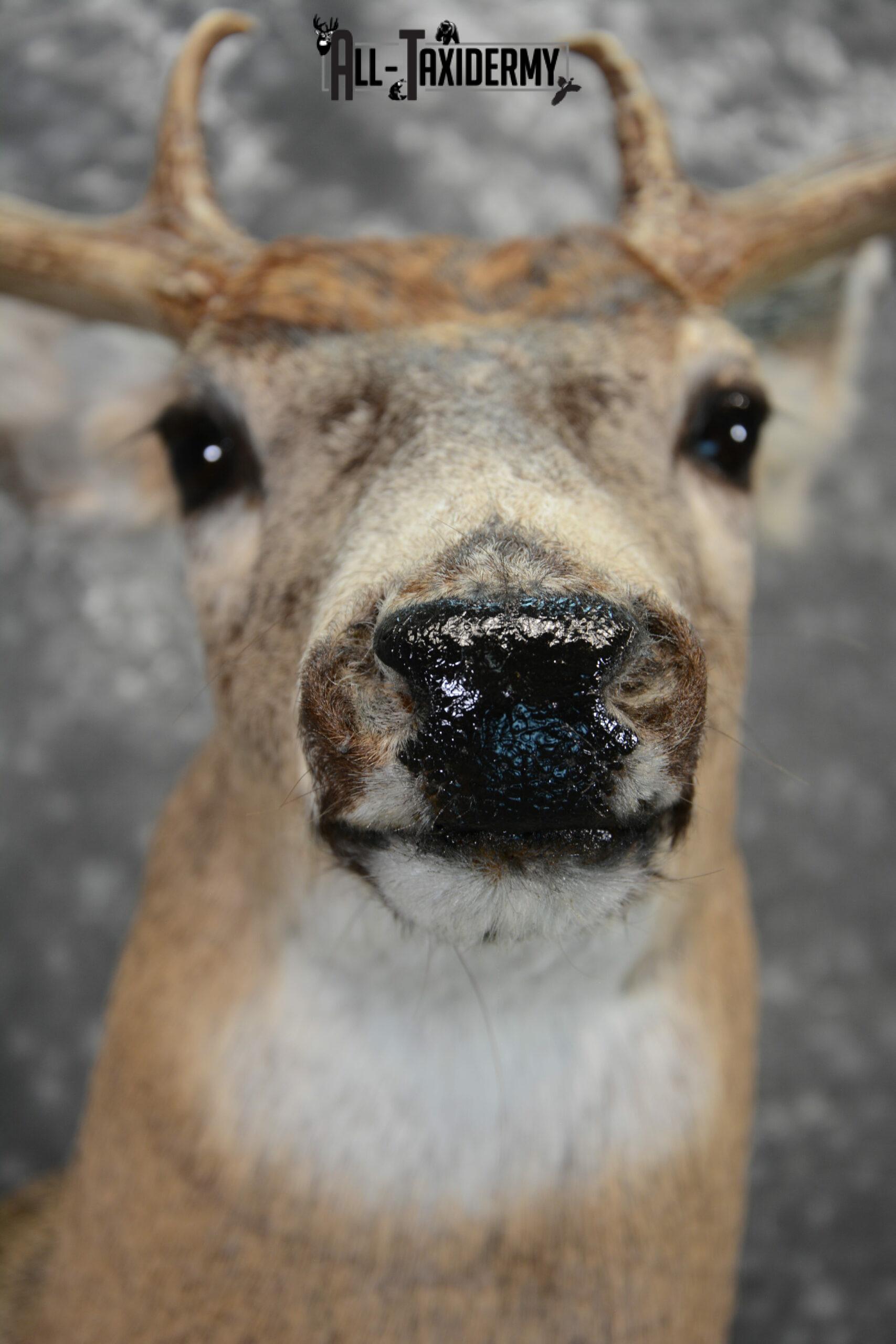whitetail deer taxidermy