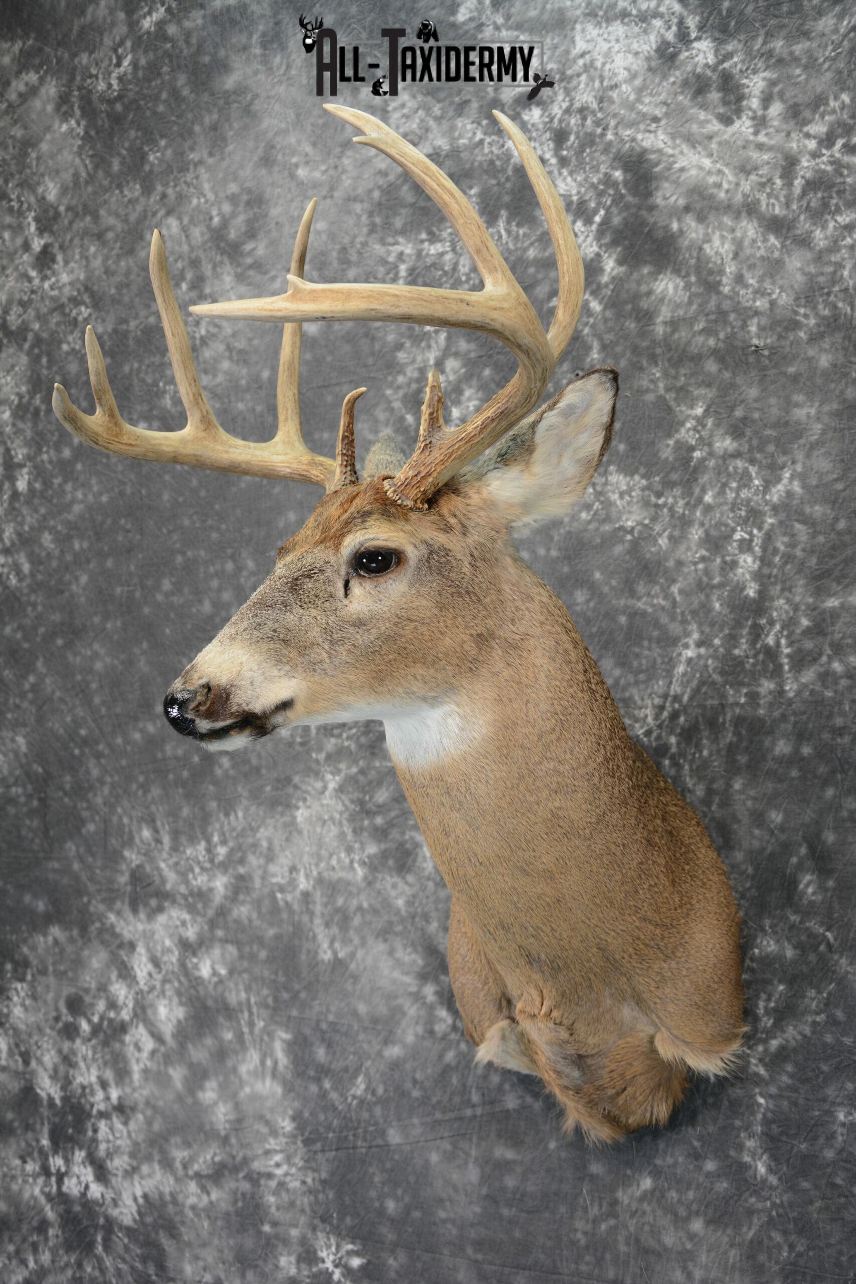 Whitetail Deer Taxidermy Mount for Sale SKU 1100 - Image 3