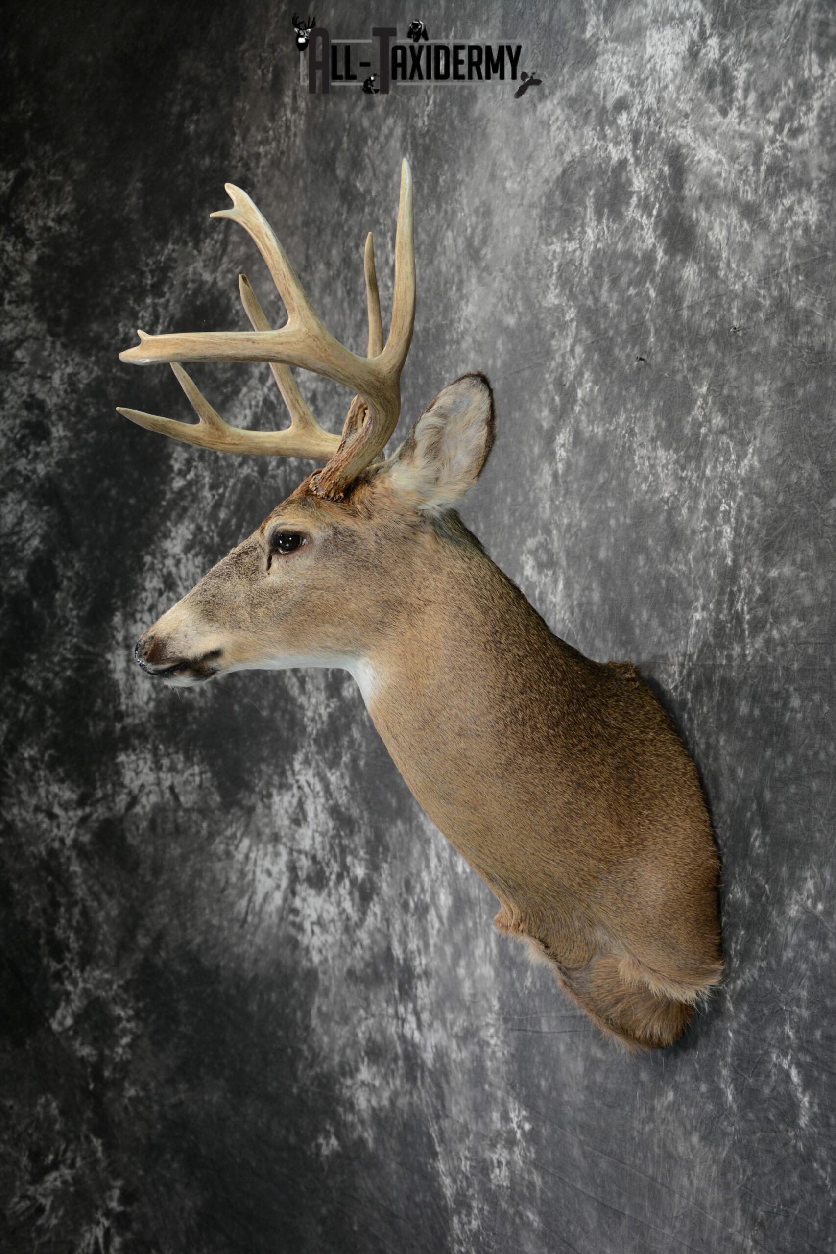 Whitetail Deer Taxidermy Mount for Sale SKU 1100 - Image 4