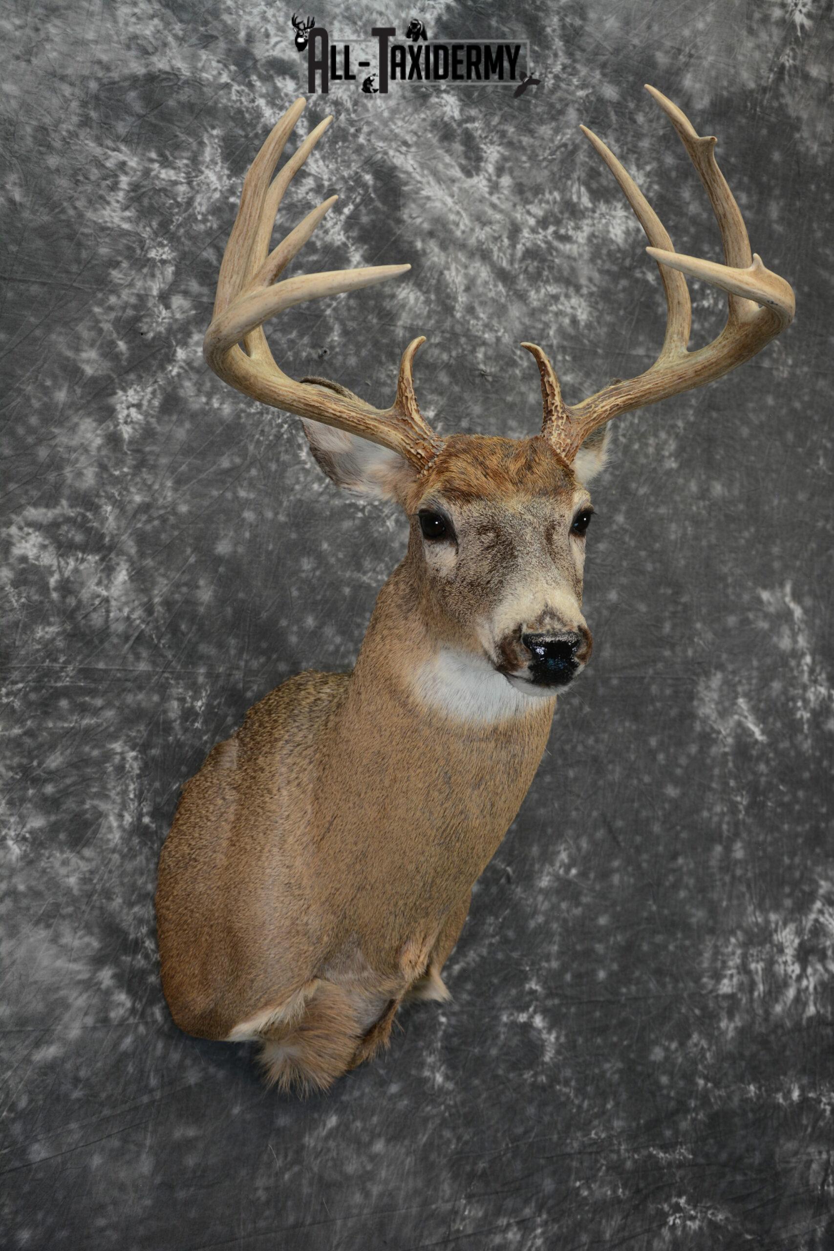 Whitetail Deer Taxidermy Mount for Sale SKU 1100 - Image 5