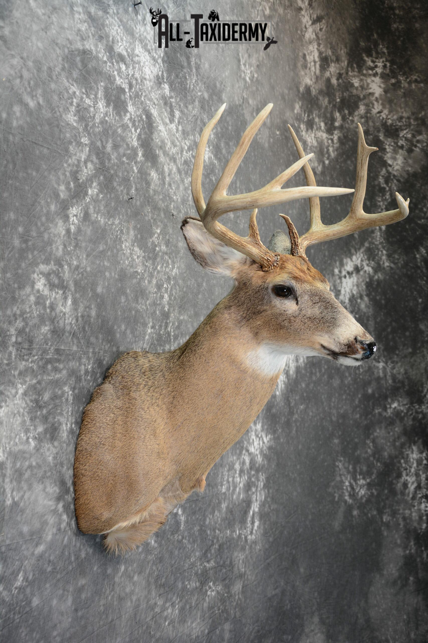 Whitetail Deer Taxidermy Mount for Sale SKU 1100 - Image 6