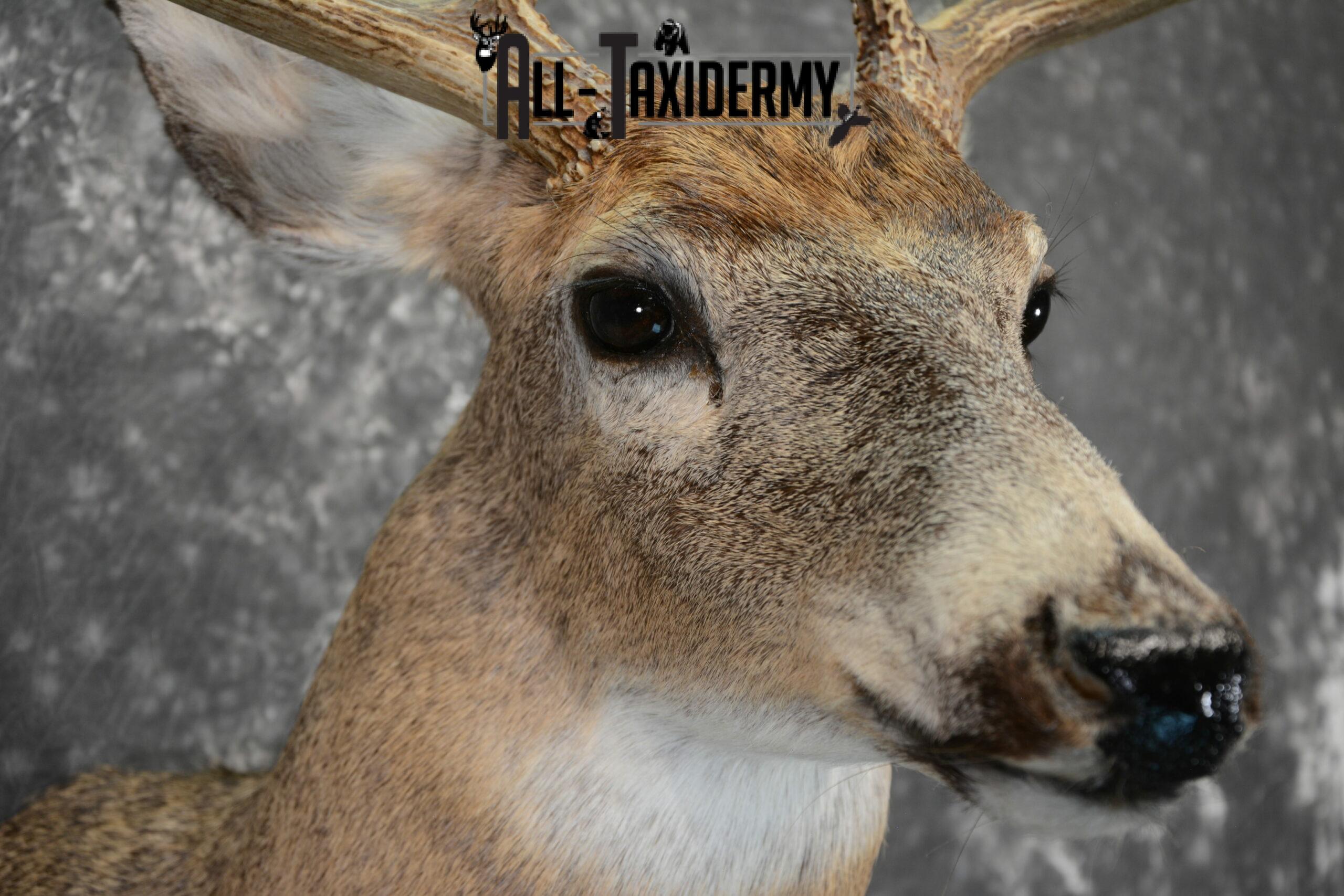 Whitetail Deer Taxidermy Mount for Sale SKU 1100 - Image 7