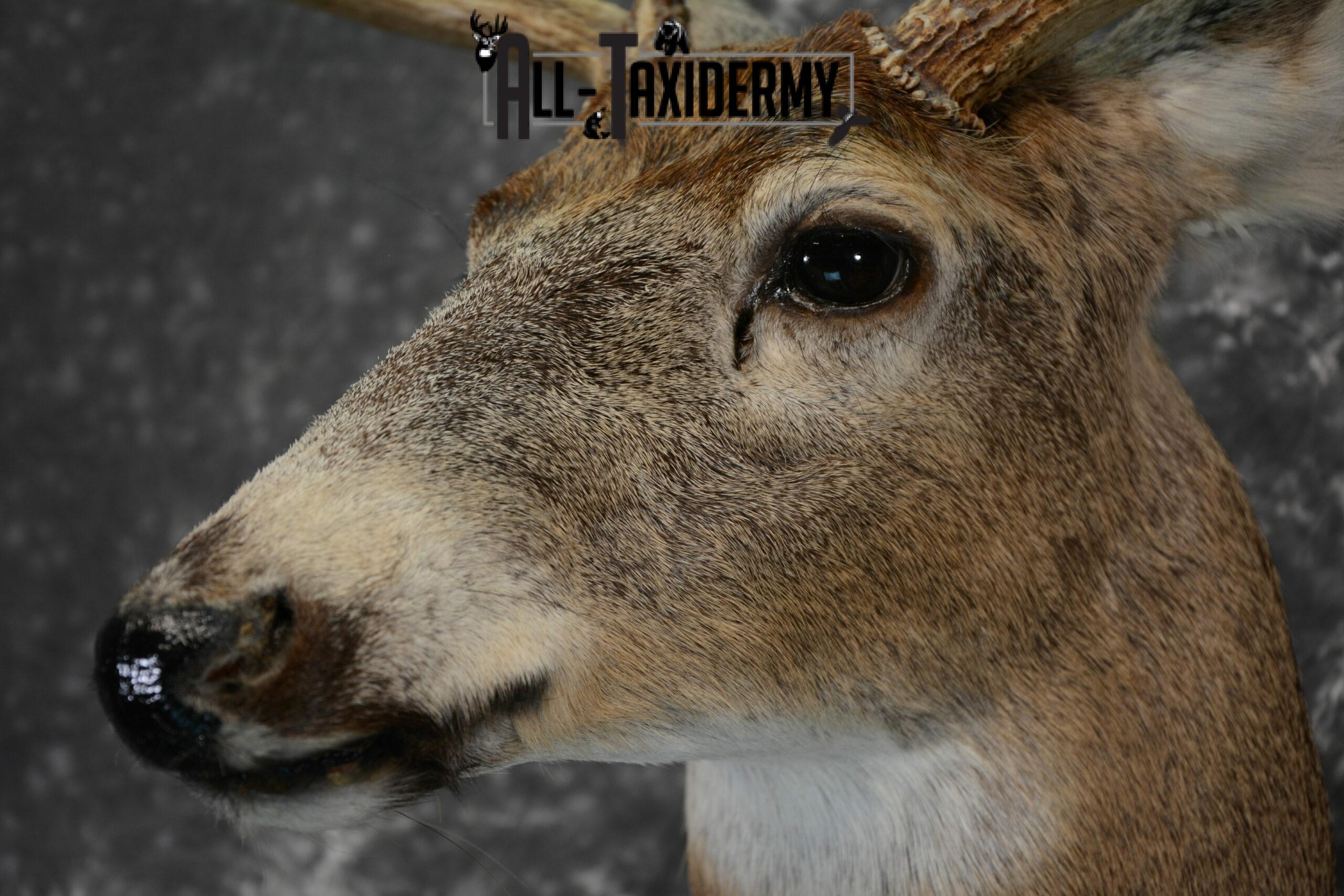 Whitetail Deer Taxidermy Mount for Sale SKU 1100 - Image 8