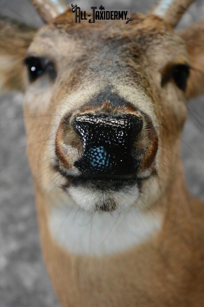 whitetail head mount