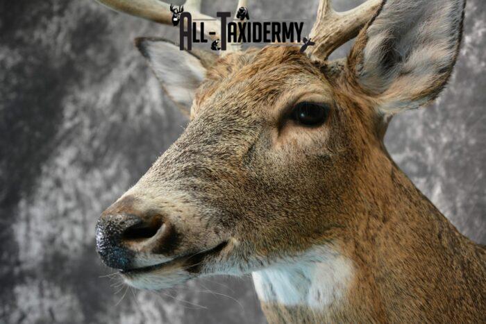 whitetail taxidermy