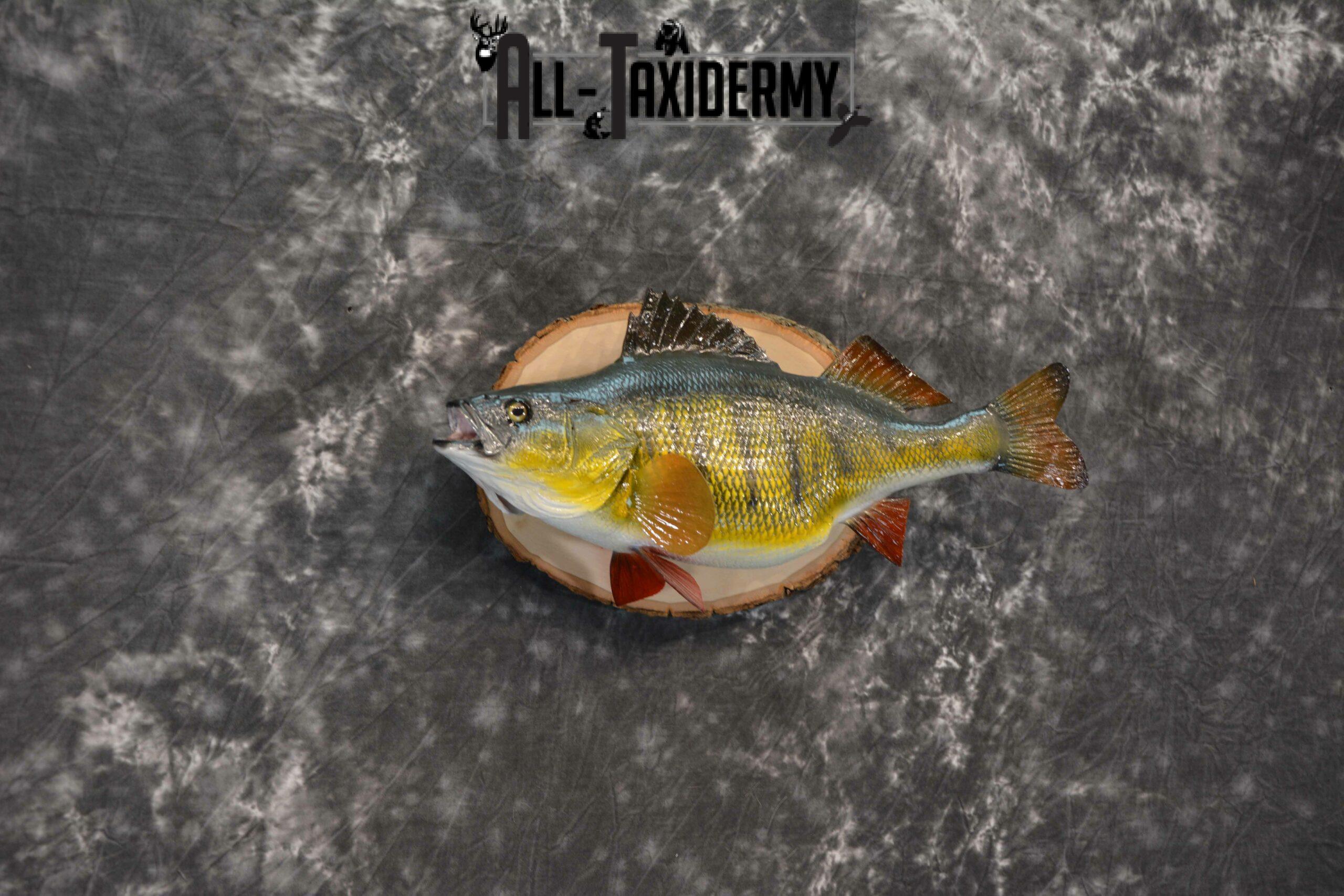 yellow perch mounts