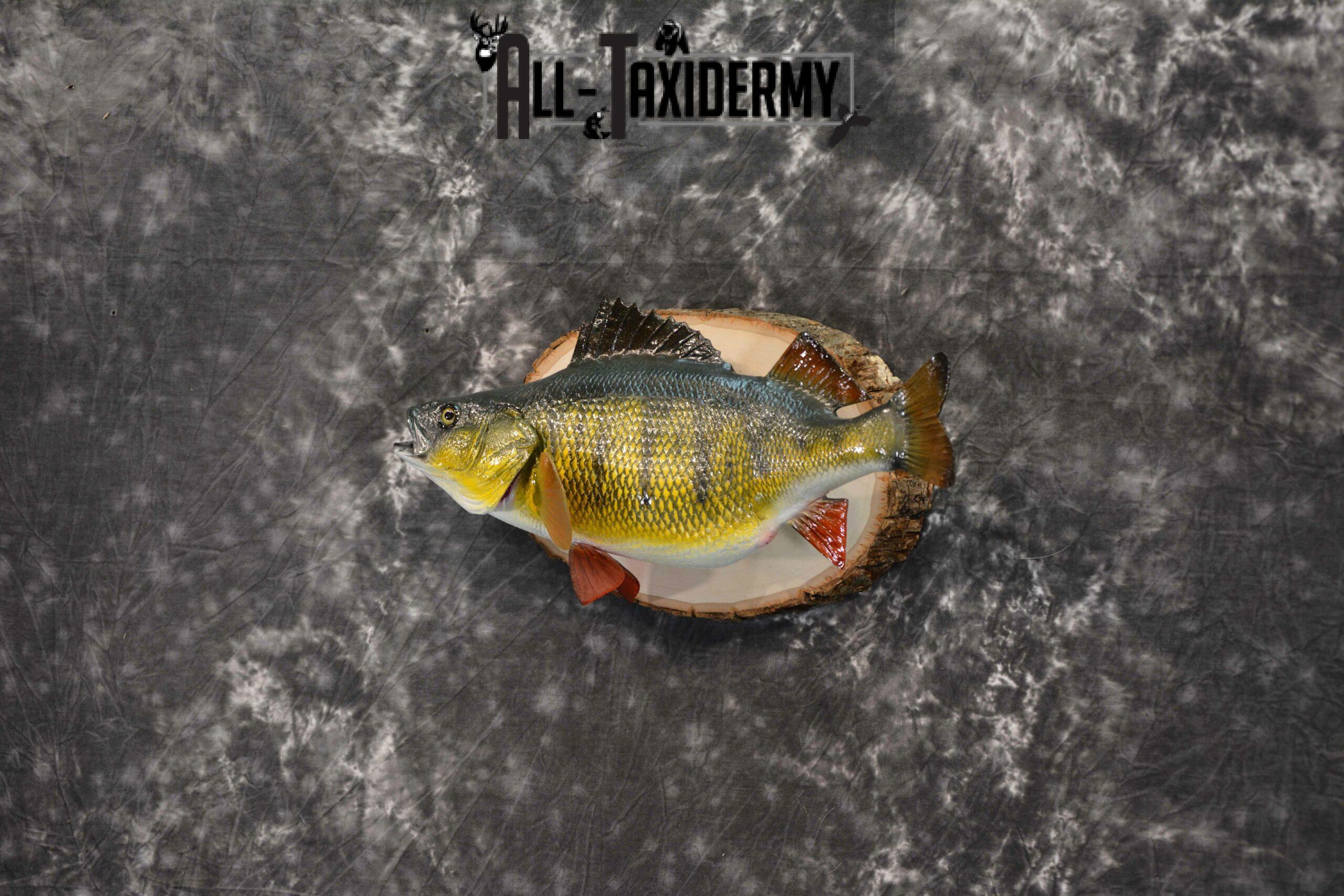 Yellow Perch Reproduction Taxidermy for Sale SKU 1192 - Image 3