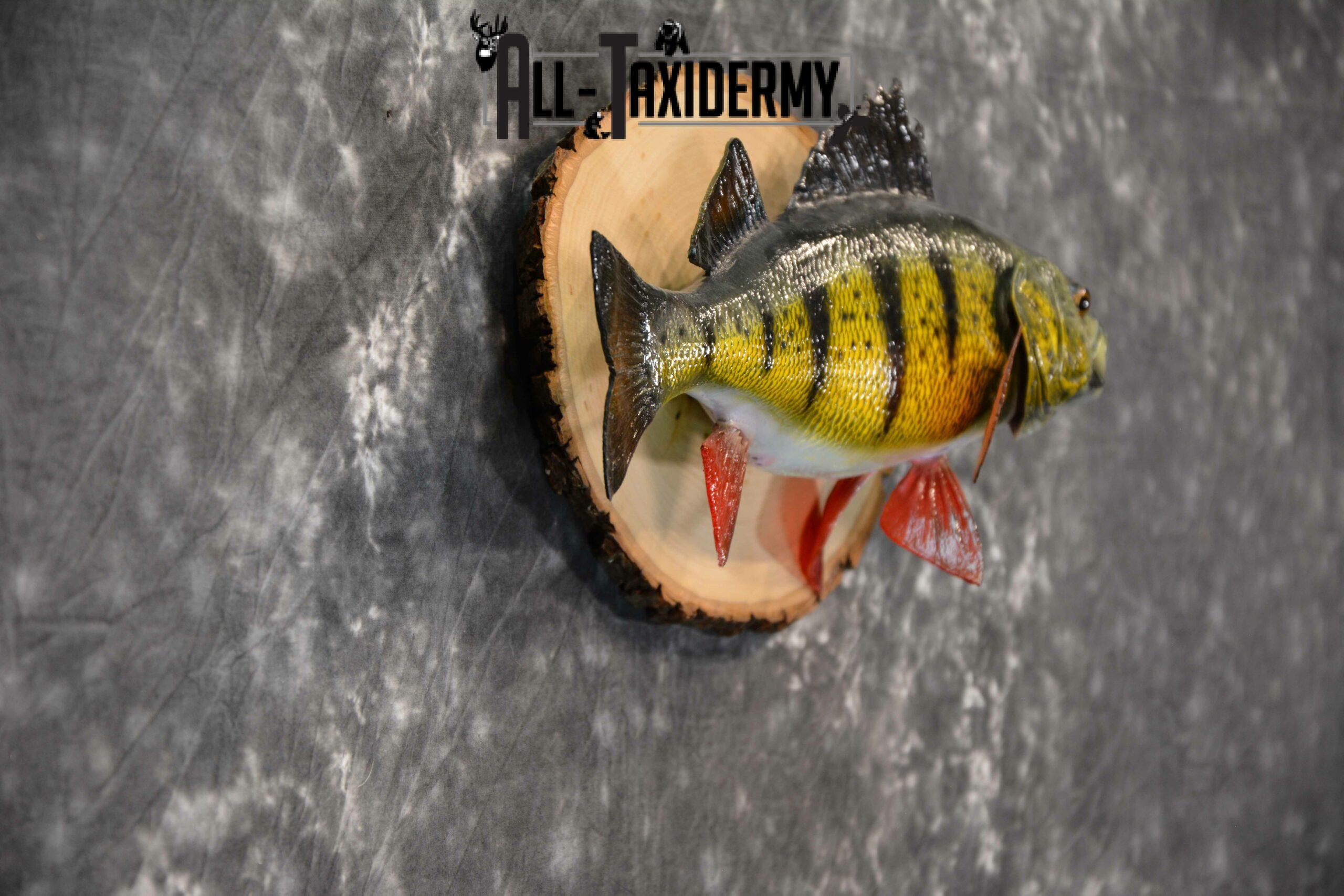 yellow perch taxidermy