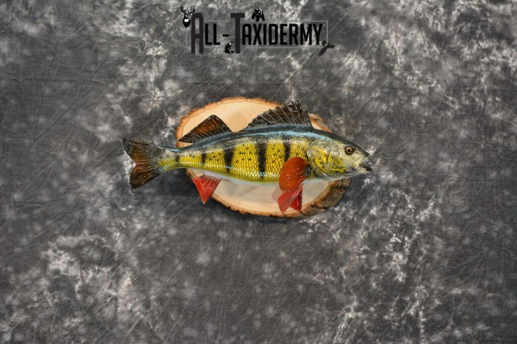 Yellow Perch Reproduction Taxidermy for Sale SKU 1190 - All Taxidermy