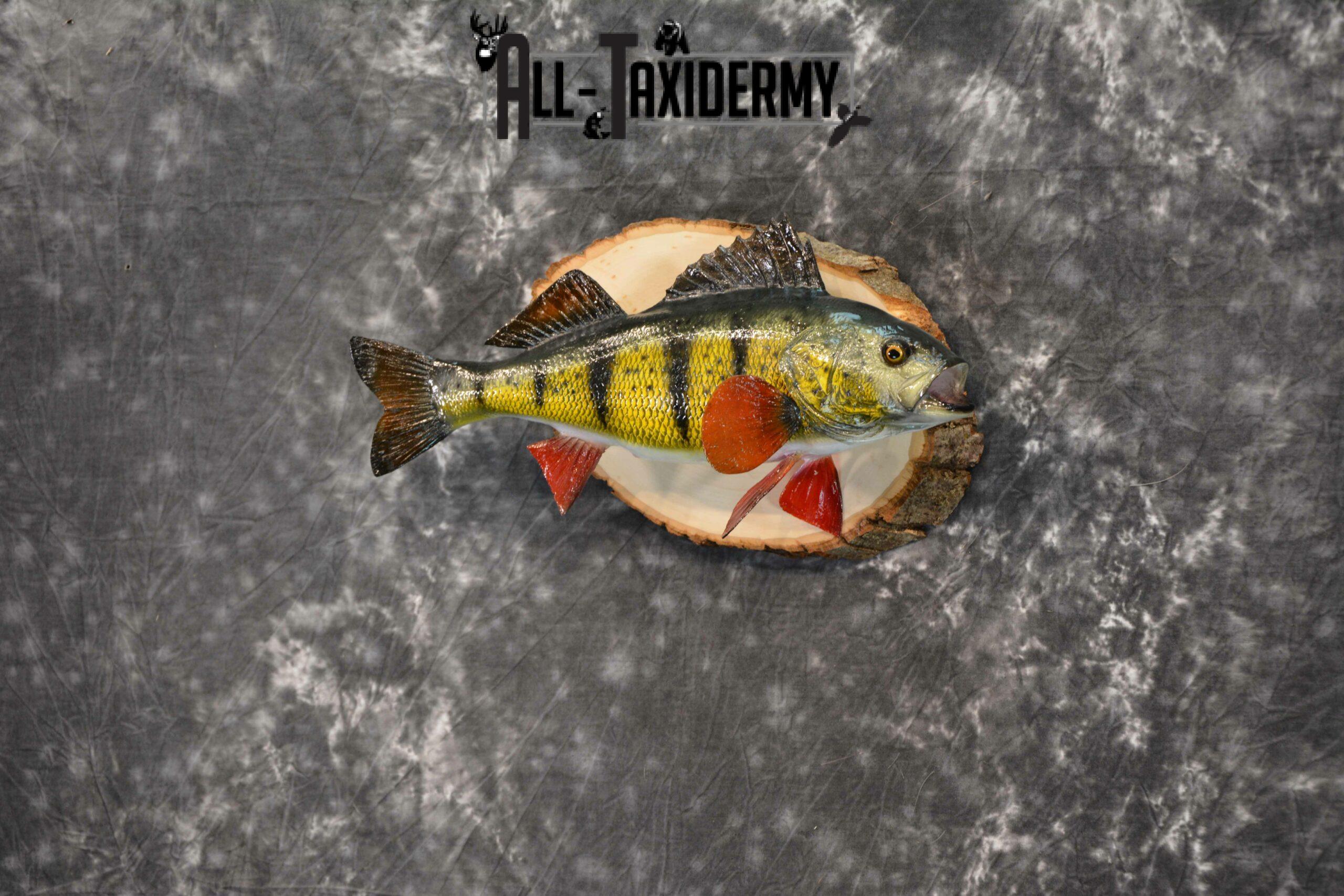 Yellow Perch Reproduction Taxidermy for Sale SKU 1190 - Image 3