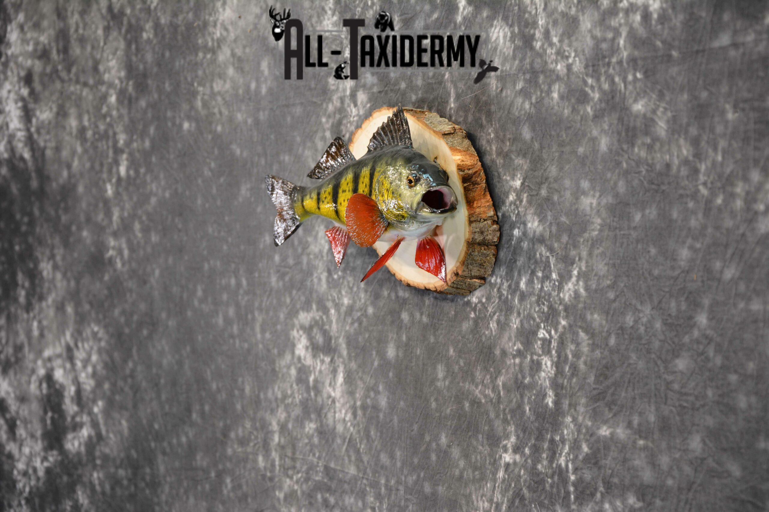 Yellow Perch Reproduction Taxidermy for Sale SKU 1190 - Image 4