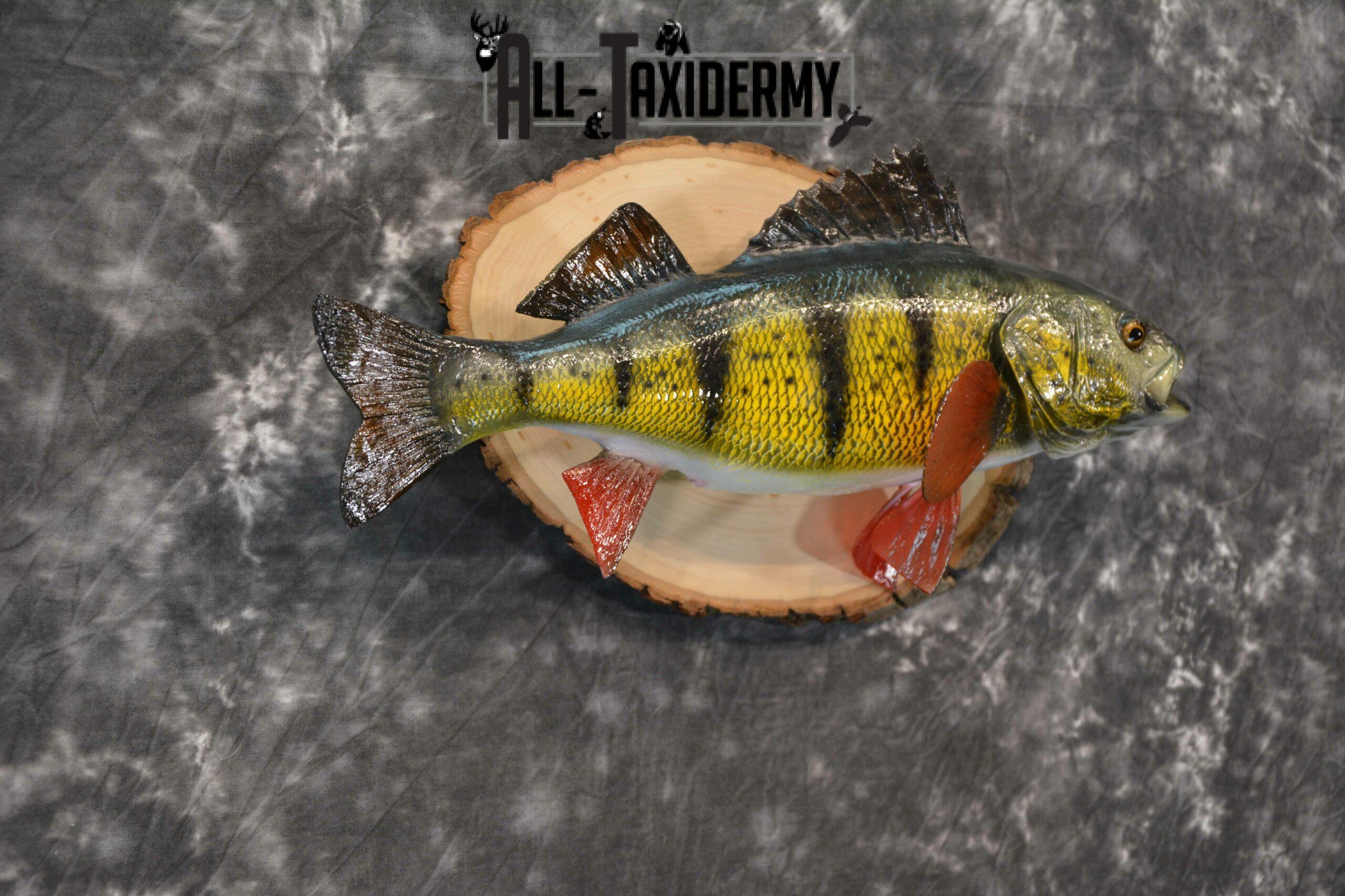 Yellow Perch Reproduction Taxidermy for Sale SKU 1190 - Image 5
