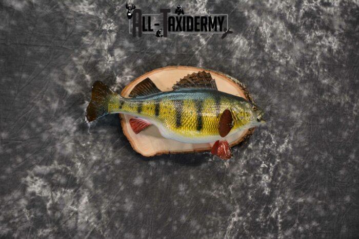 yellow perch taxidermy mount