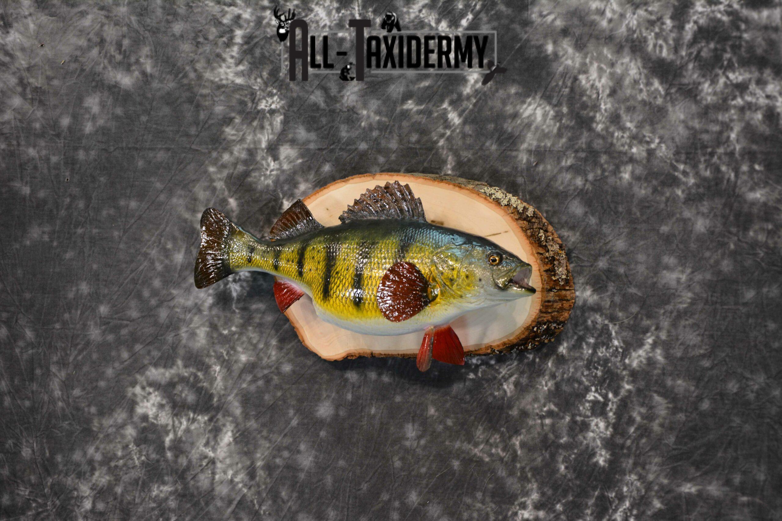 Yellow Perch Reproduction Taxidermy for Sale SKU 1191 - Image 3